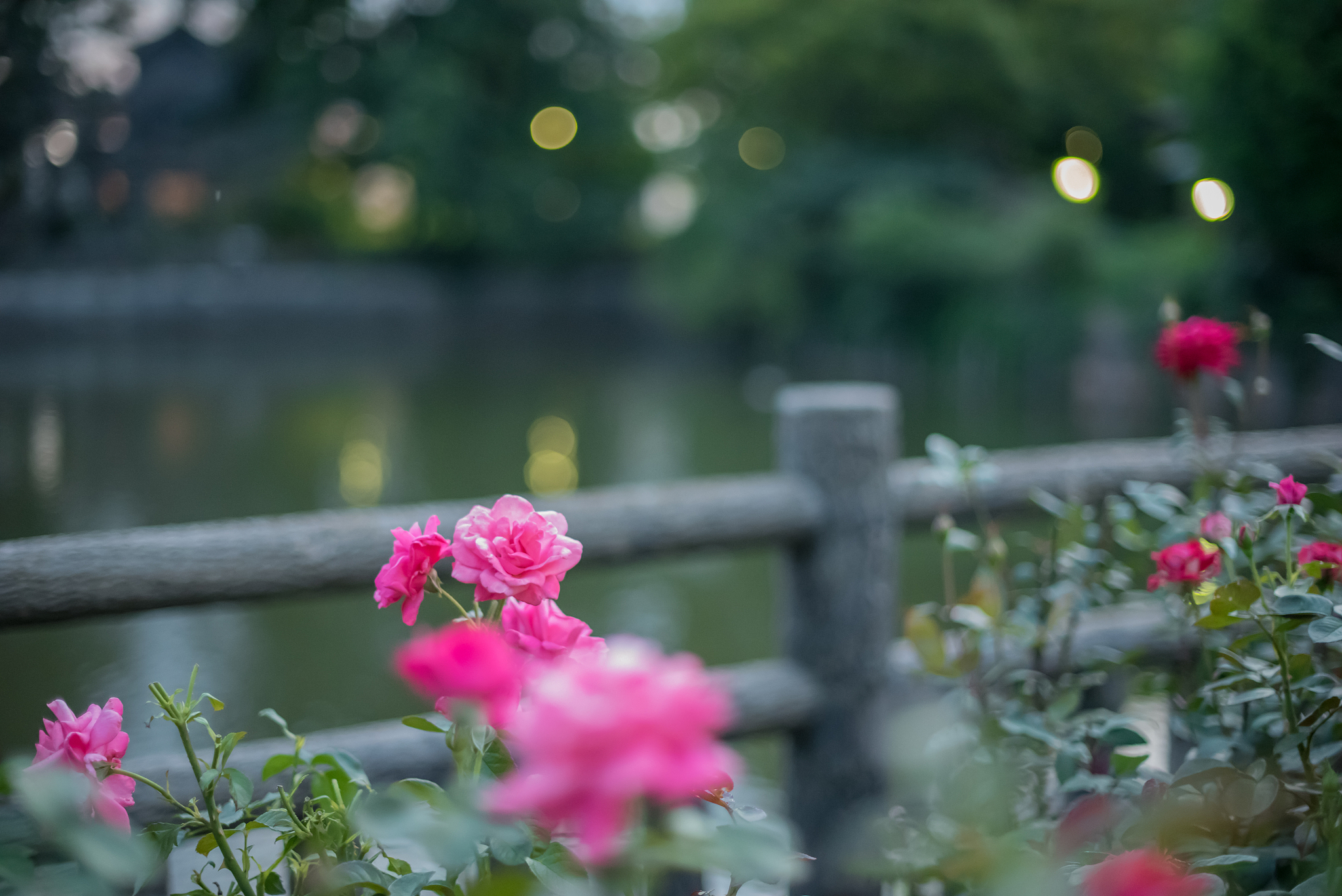 下雨天和鲜花绝配的说说