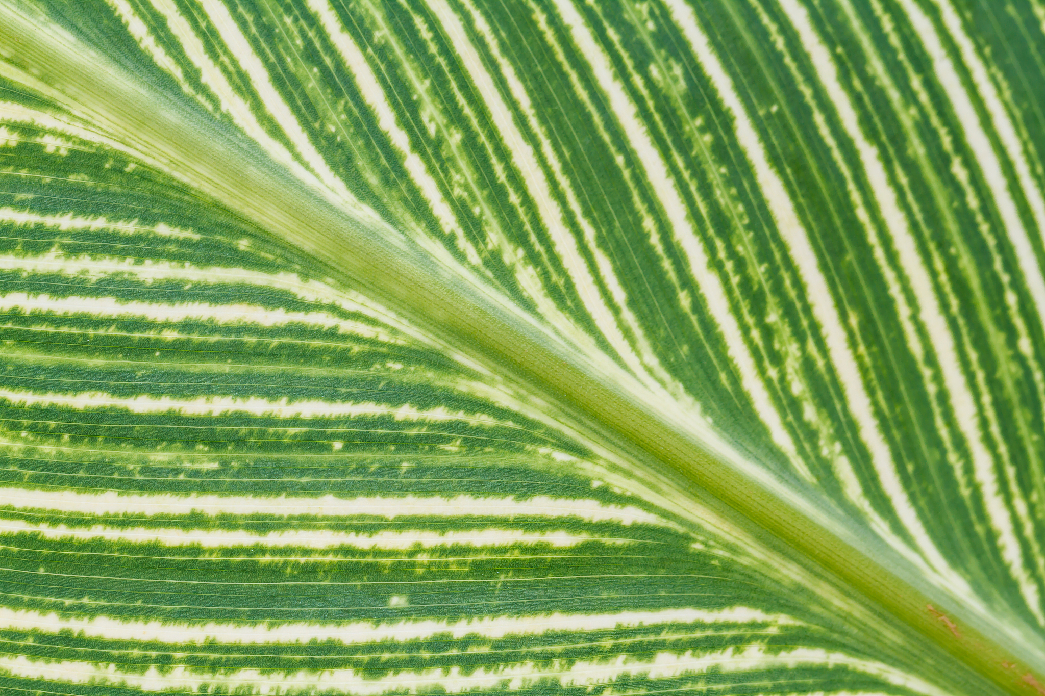 green leaf as background