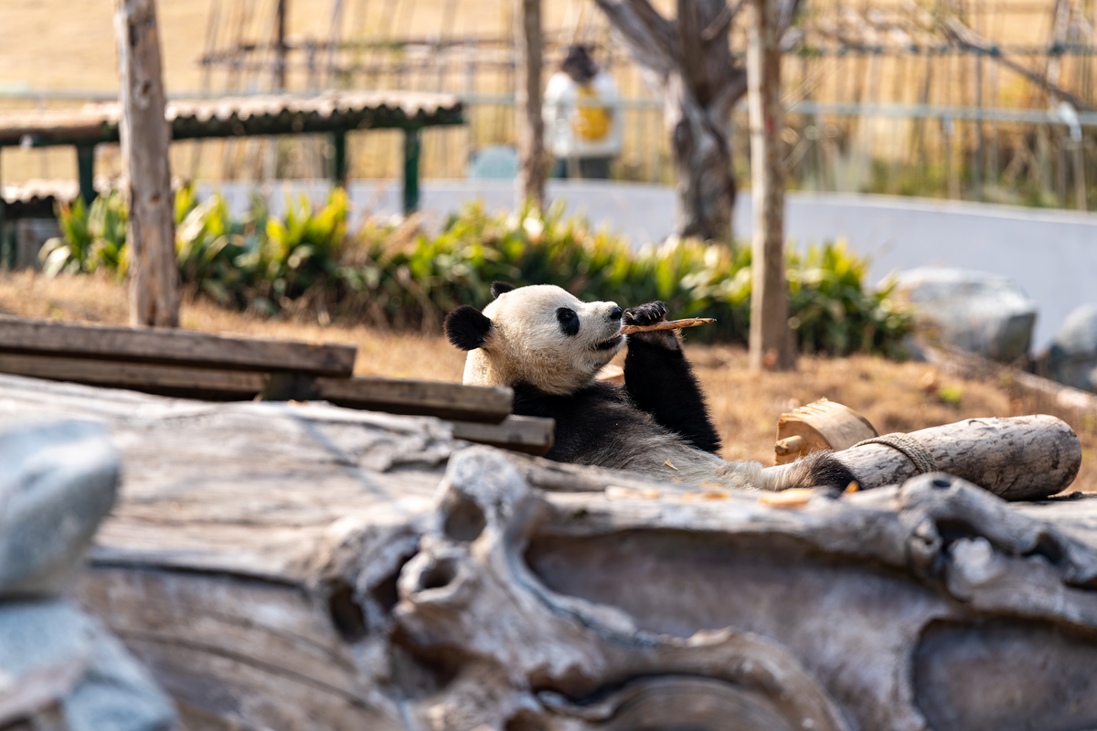 旅美大熊猫 小奇迹 可怜吗