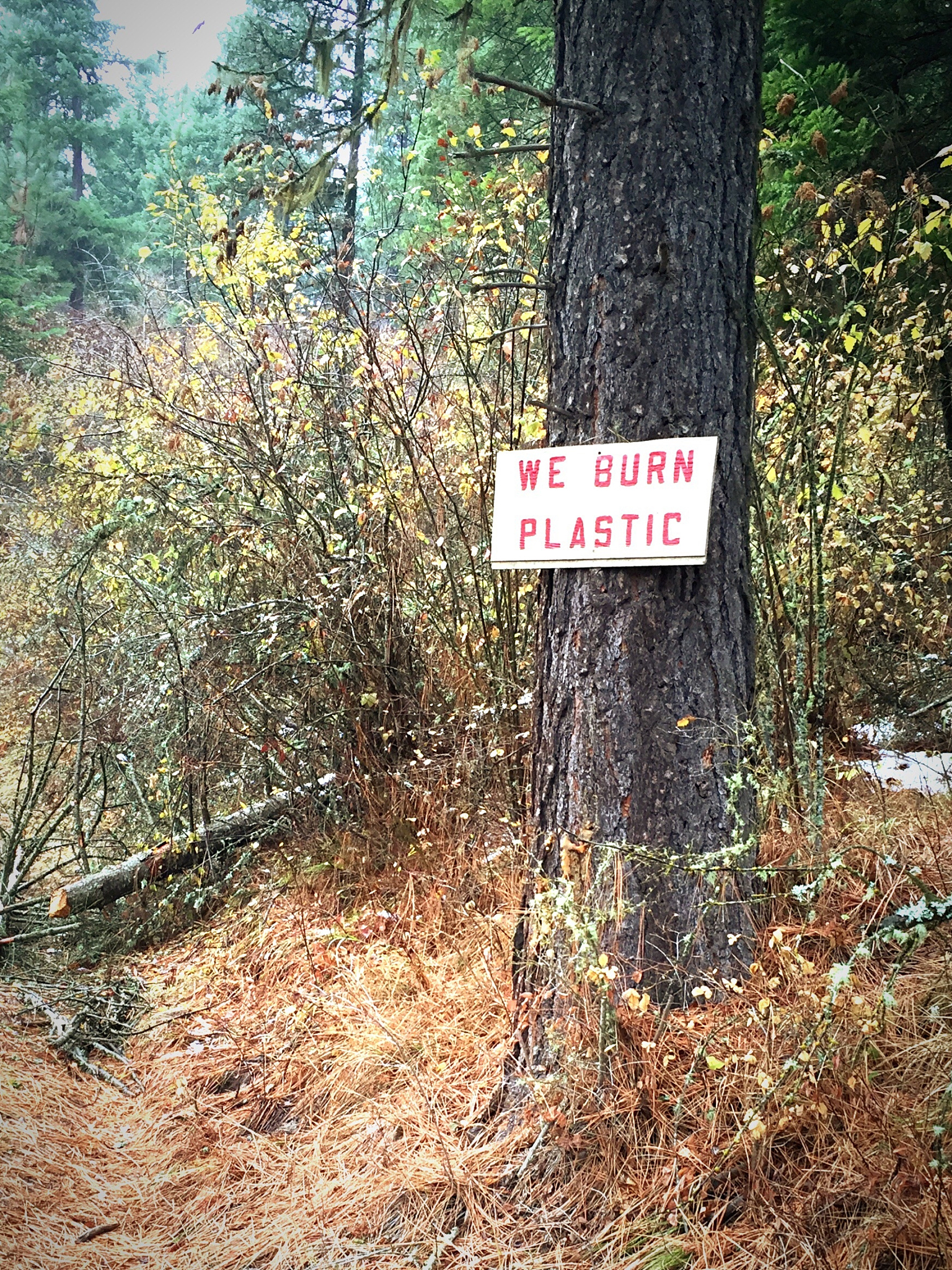 树木认知实习：收获与感悟