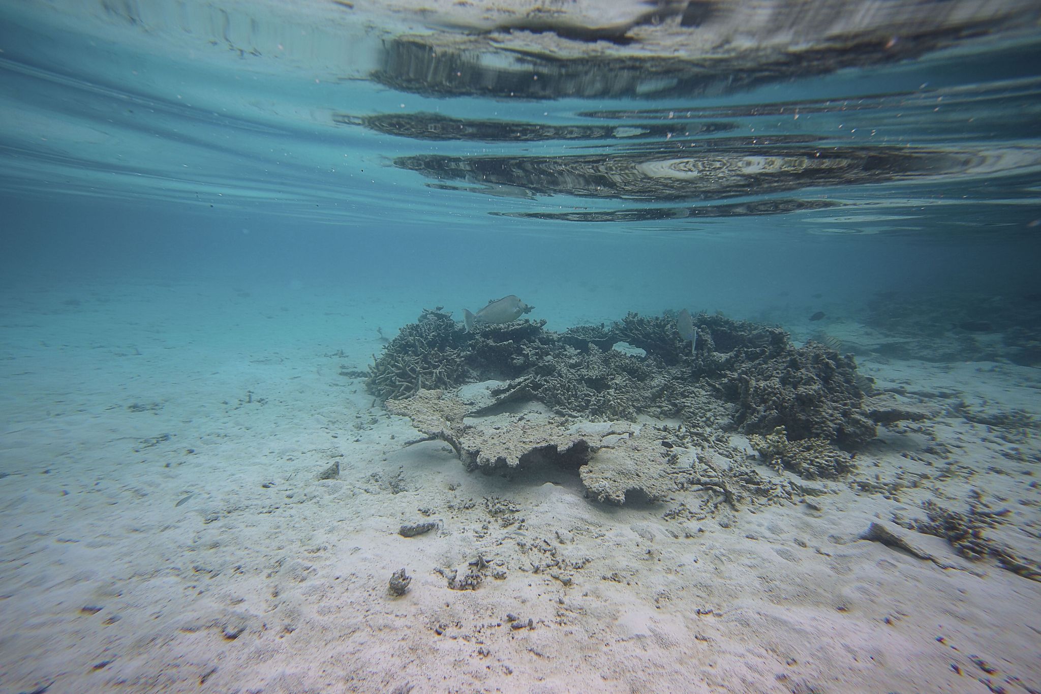 beautiful abstract background / texture of underwater view of wh