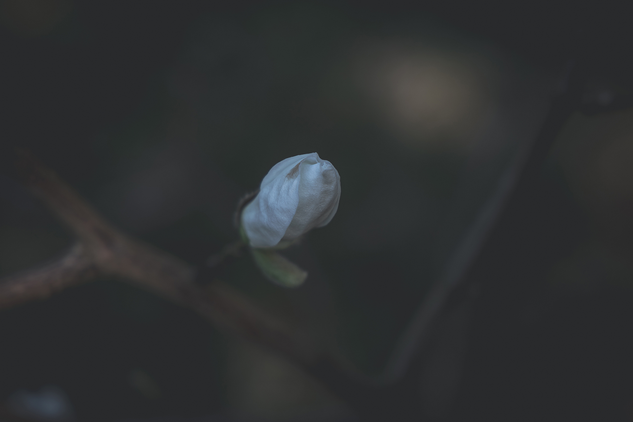 biaa magnolia