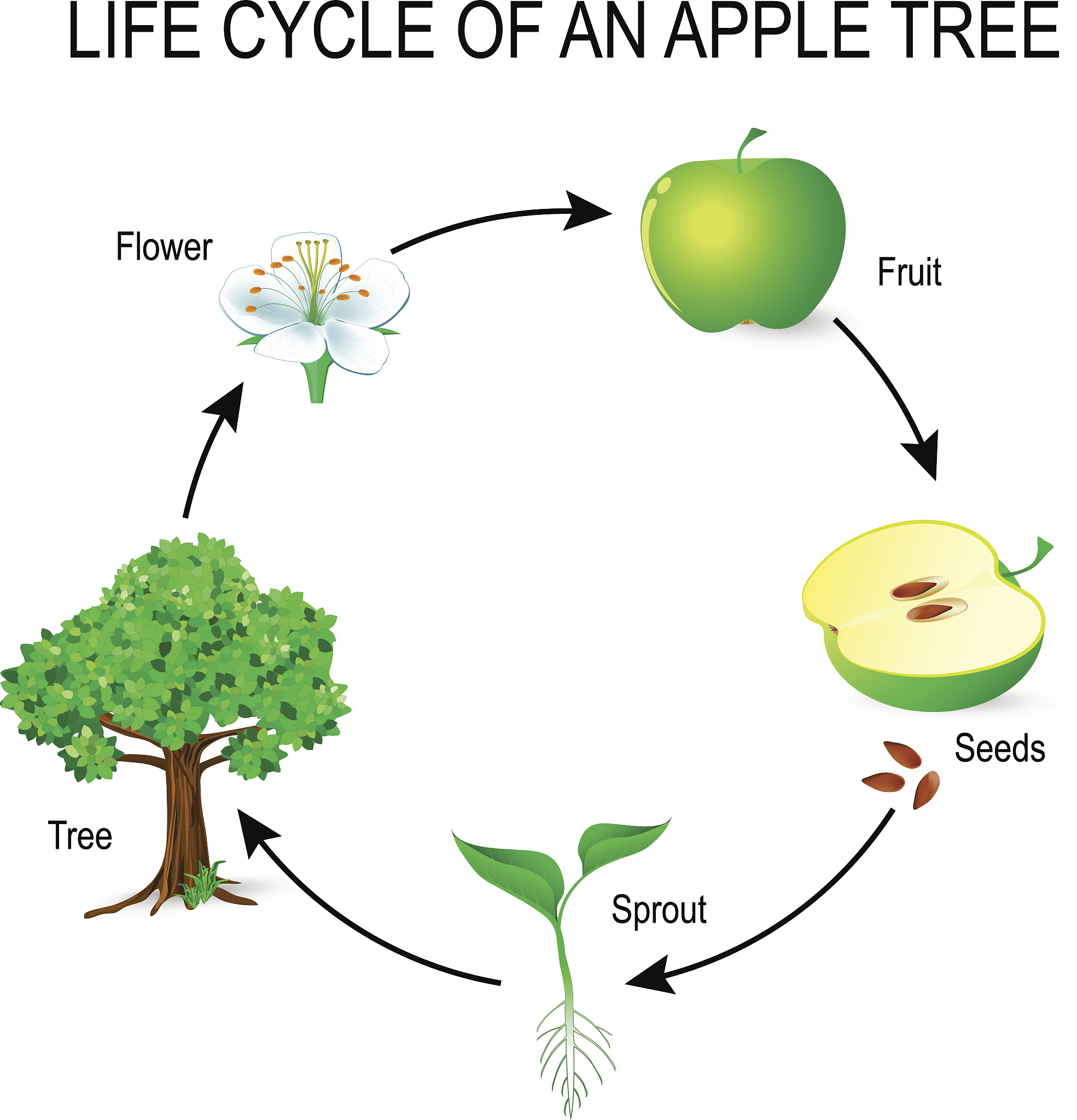植物体内的MDA是什么？- 脂质过氧化的标志
