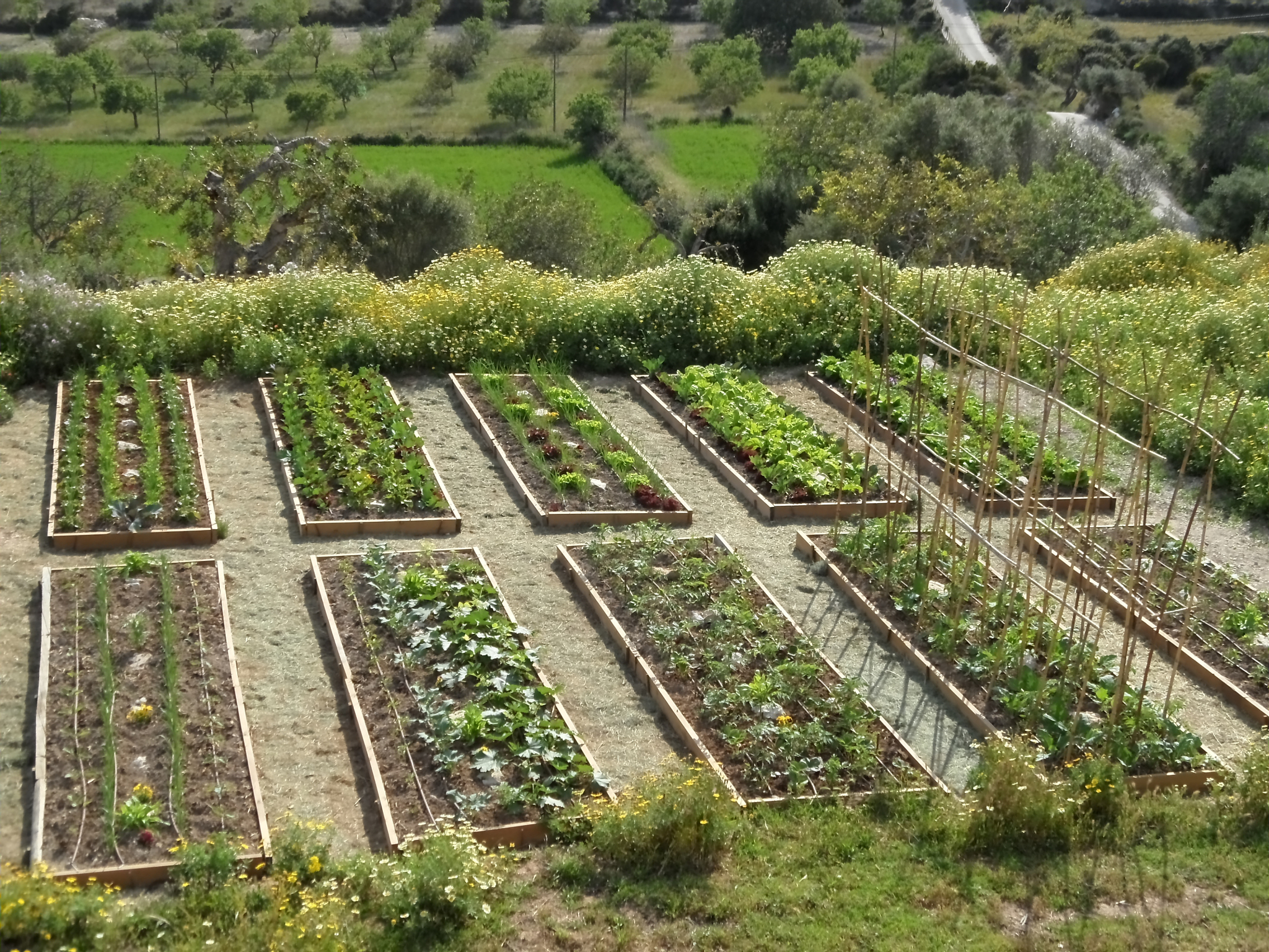参观火龙果标准化种植流程图的作用
