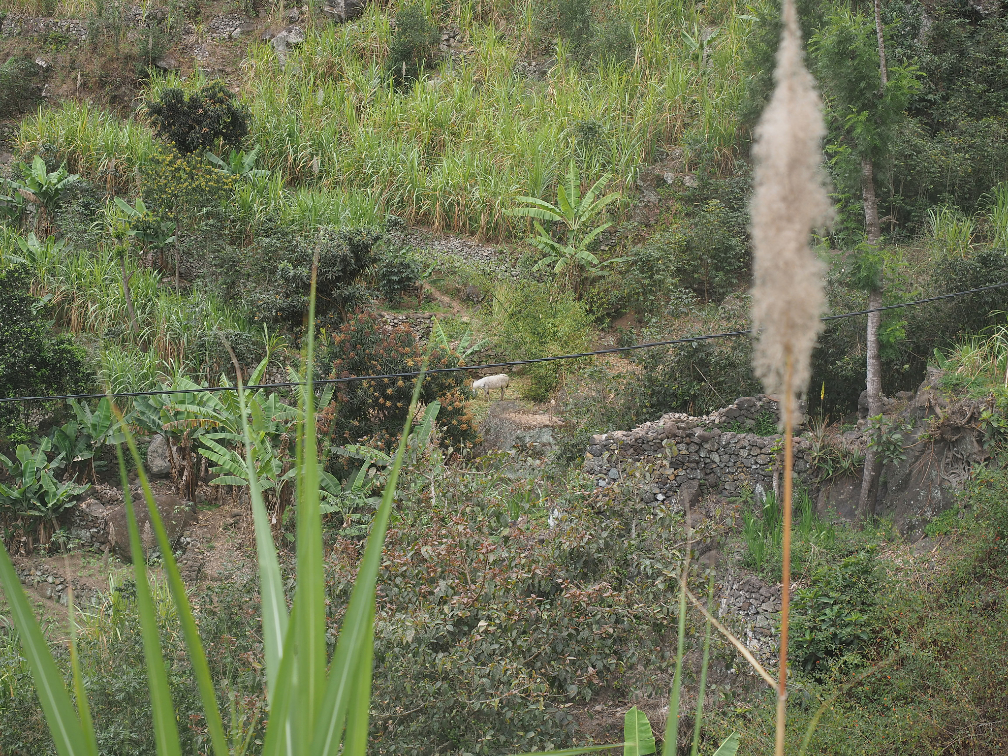 今天继续之前的采样任务，不过环境从之前的村庄附近变成了山区，山区里采样的好处就是不会被晒，在山区有茂密的树