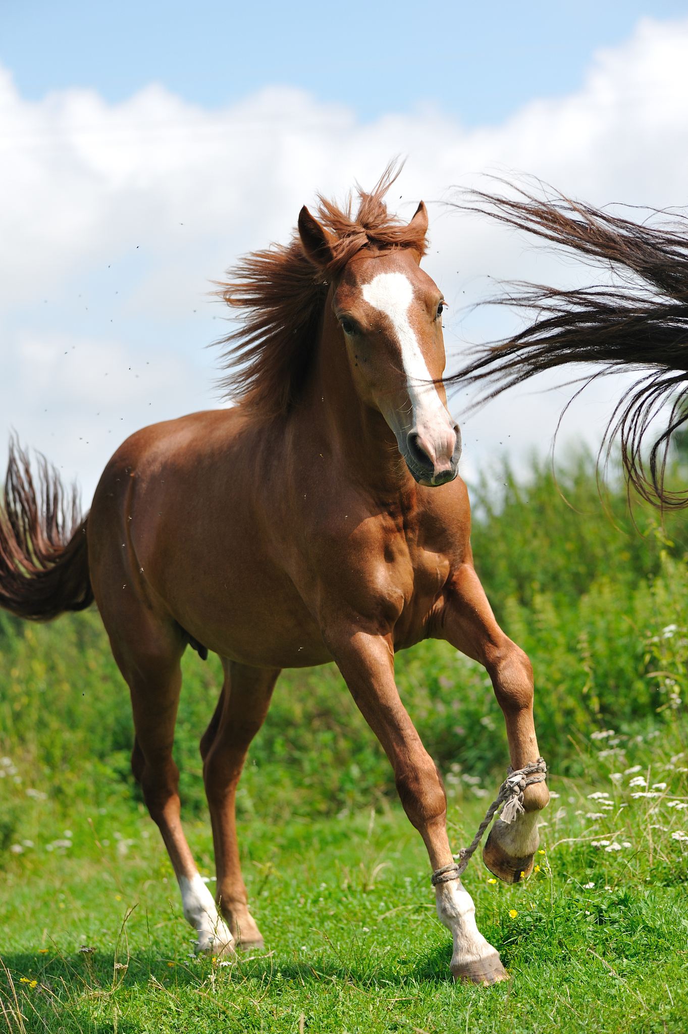 horse