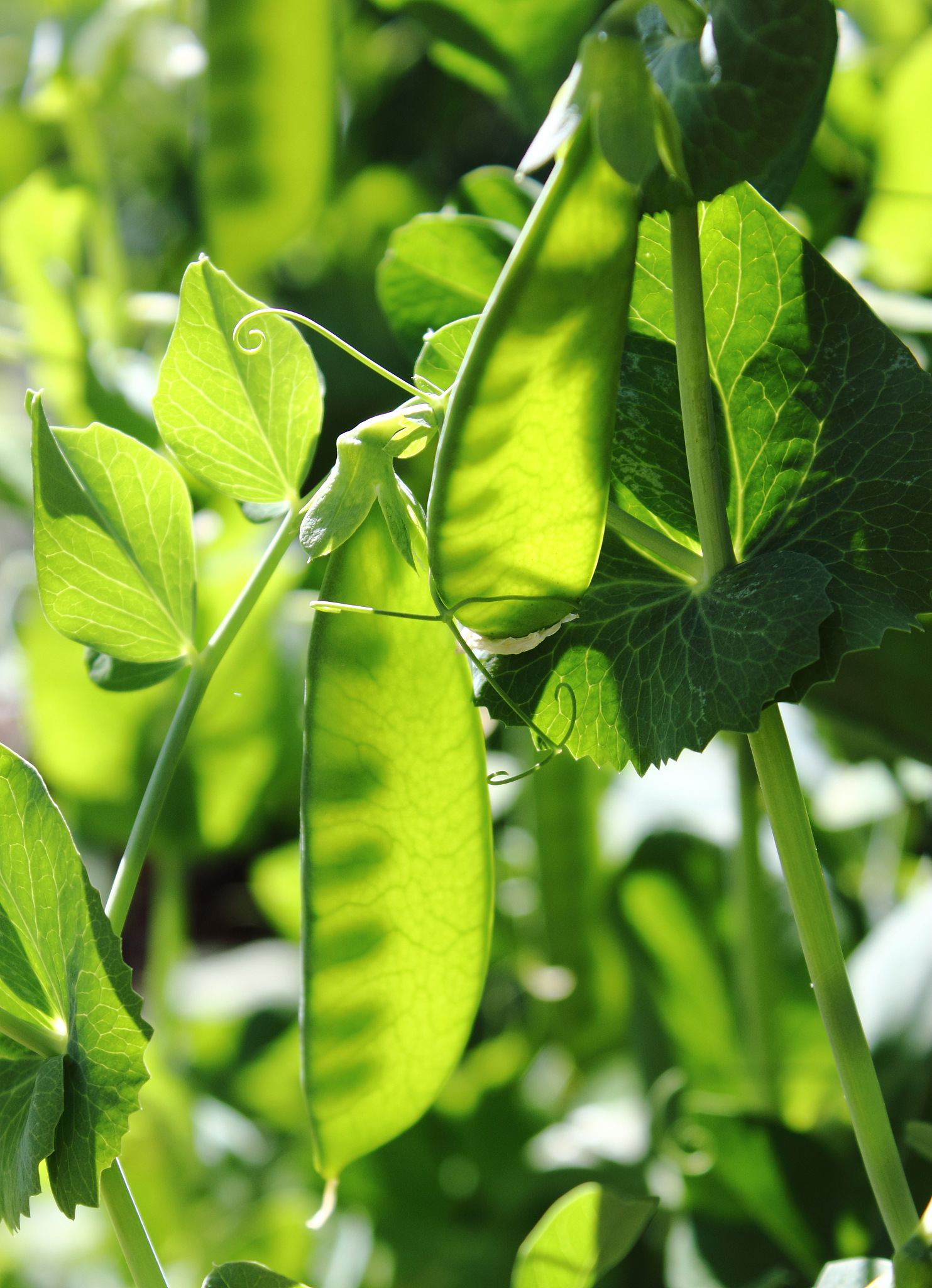 植物POD酶活性测定方法及计算步骤