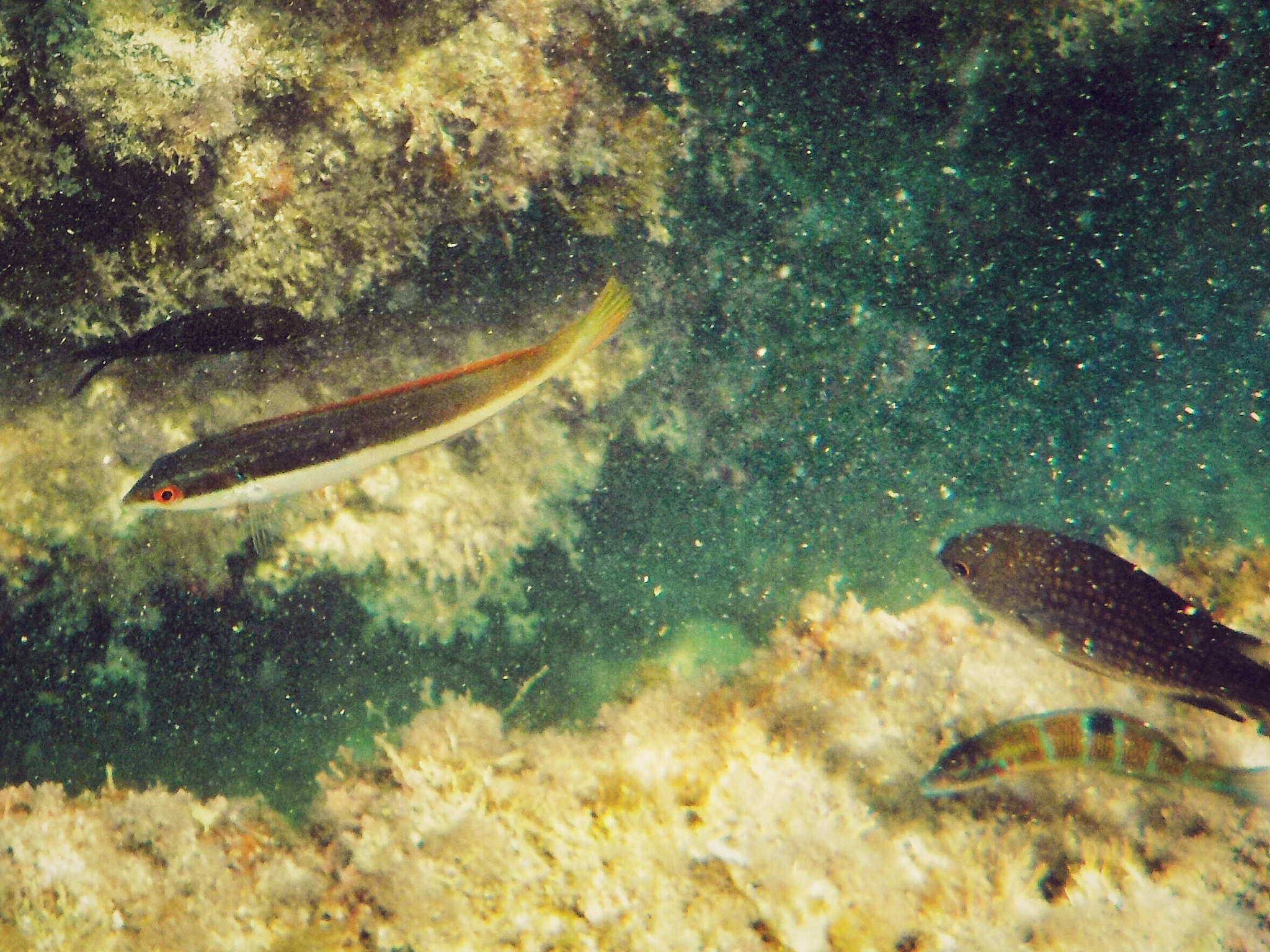 close-up of fish in pond