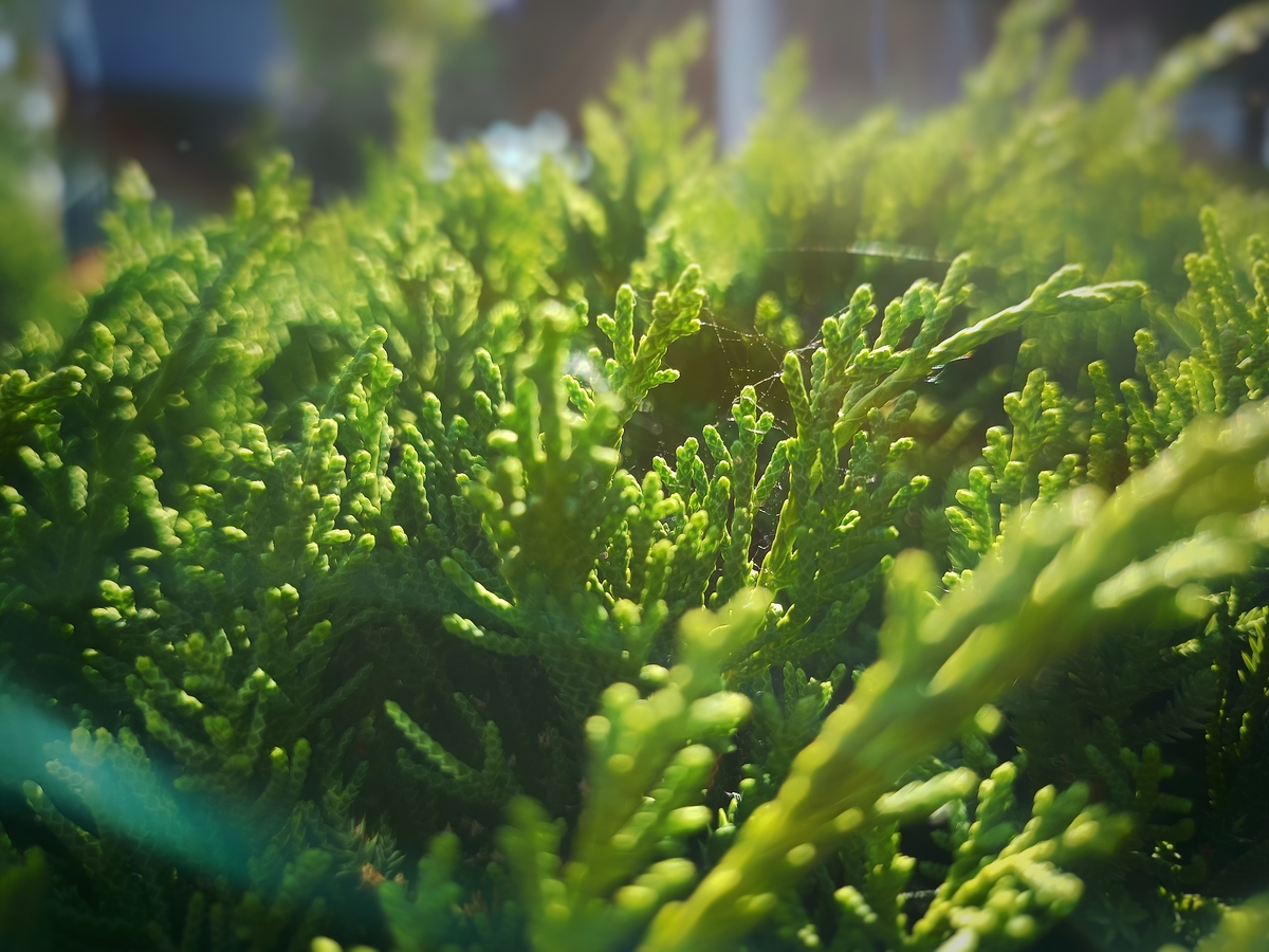 翠云草养殖方法：水草缸种植技巧和注意事项 - 翠云草种植指南