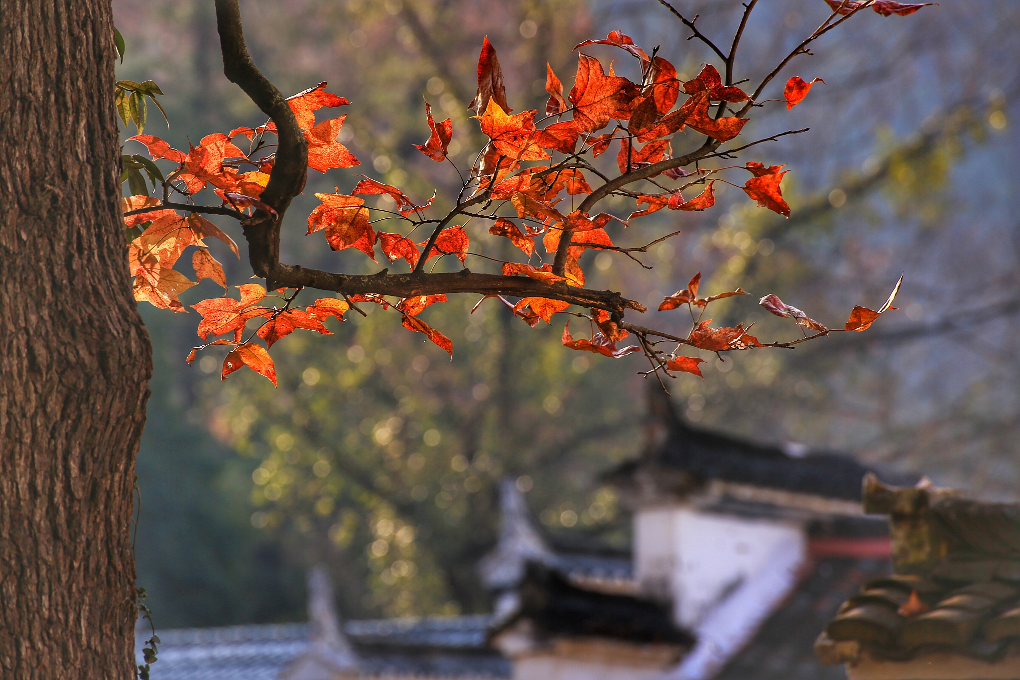 秋风起 | 古诗赏析：描写秋景的诗歌