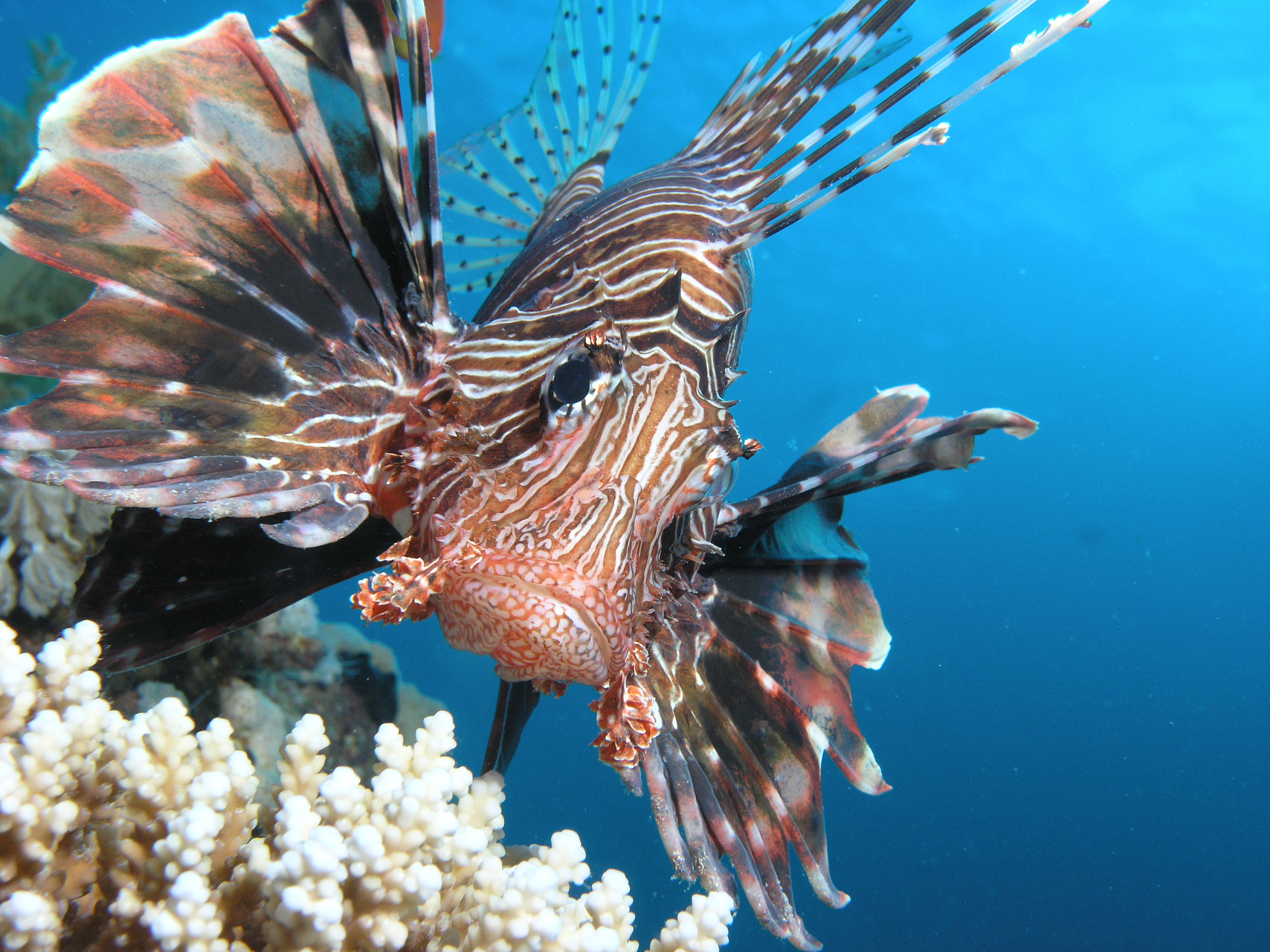 威海海洋职业学院是几专