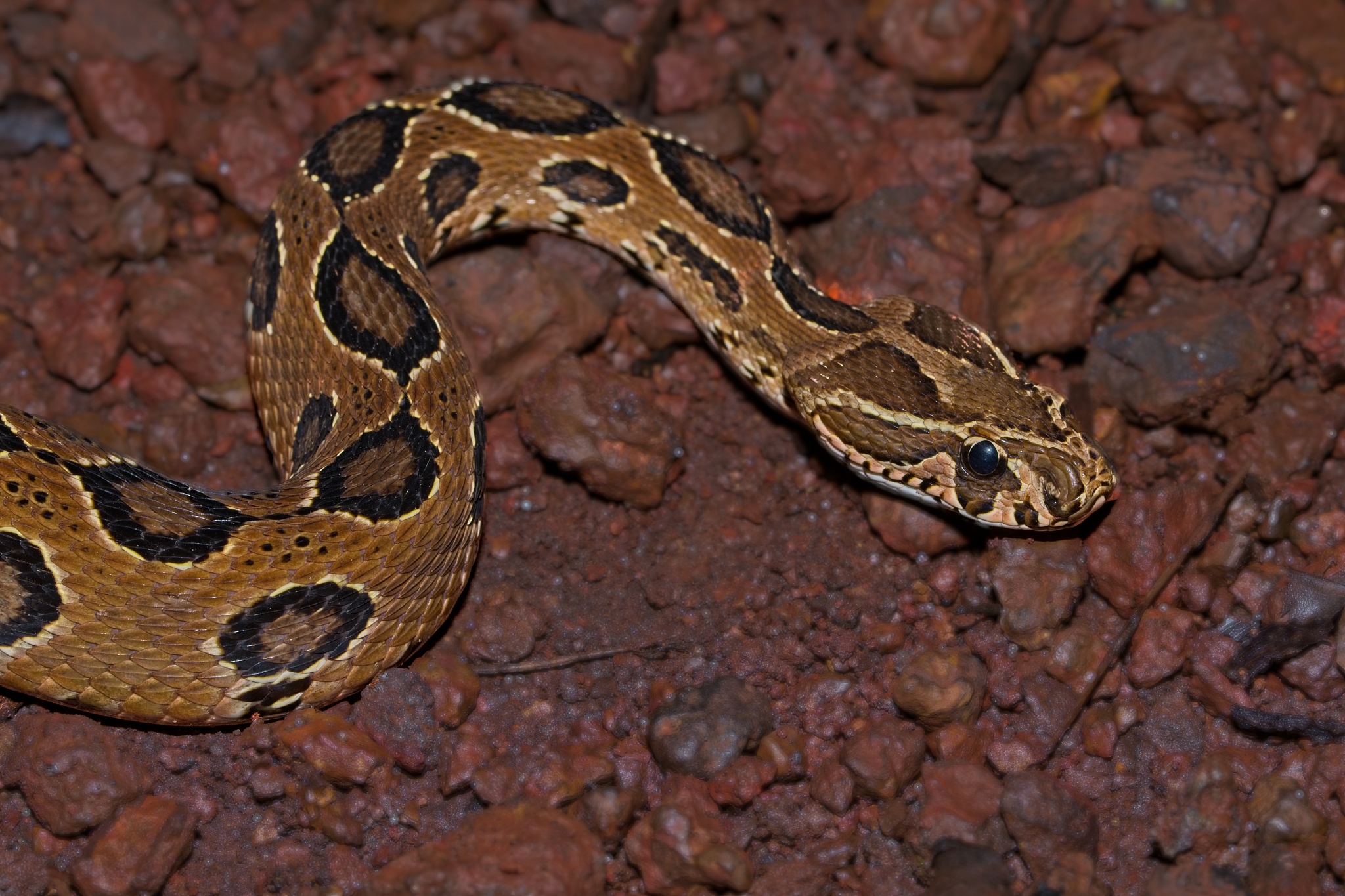 macro photograph of the extremely venomous russells viper