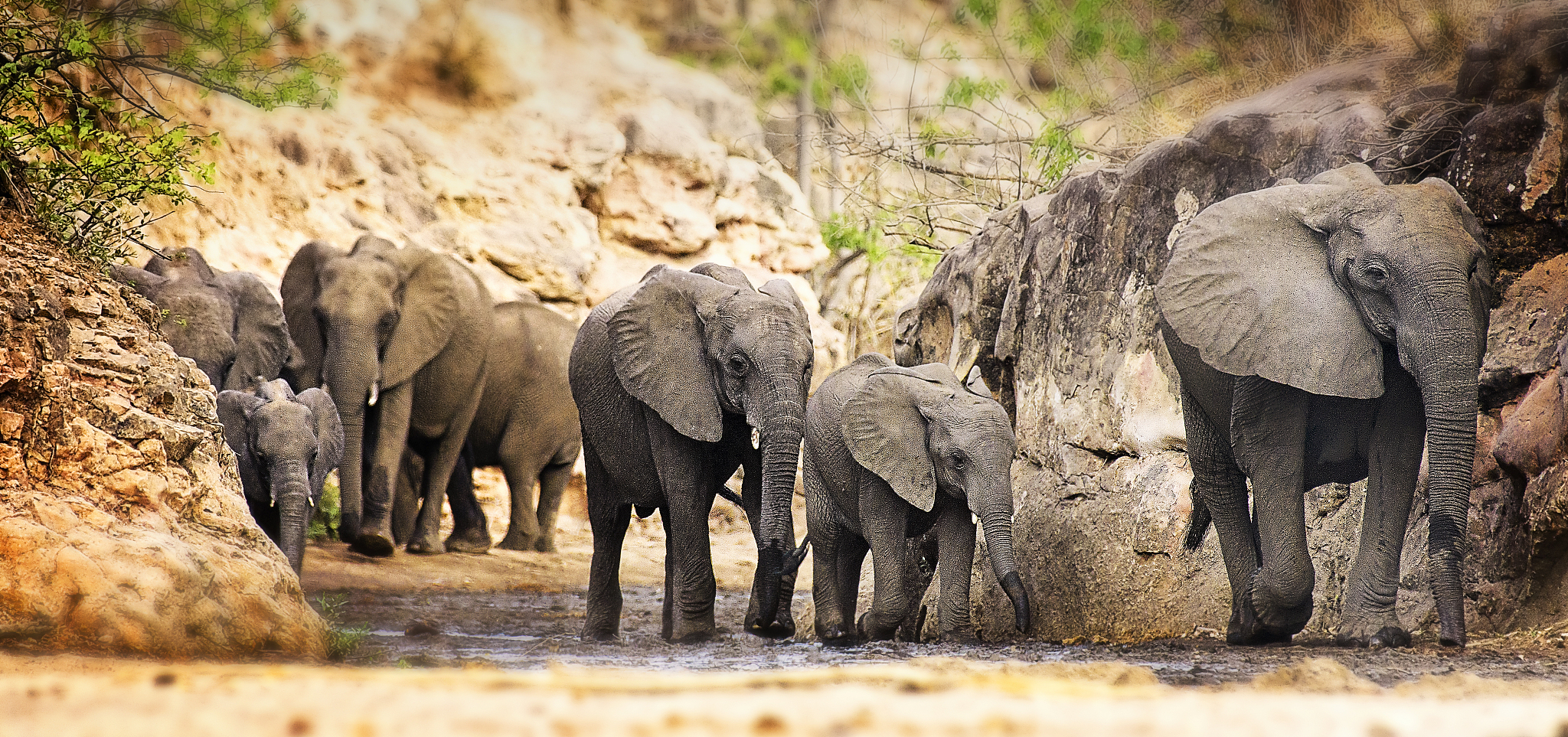 herd of african elephants walking along chitake springs in mana 