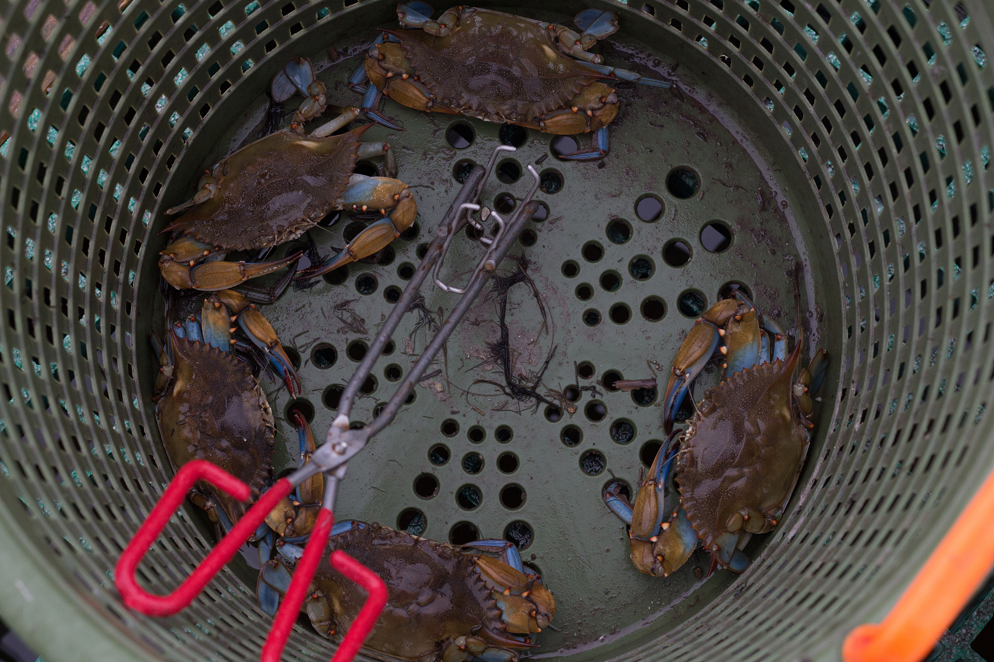 超声波清洗小龙虾：高效、快捷、卫生的清洁方法