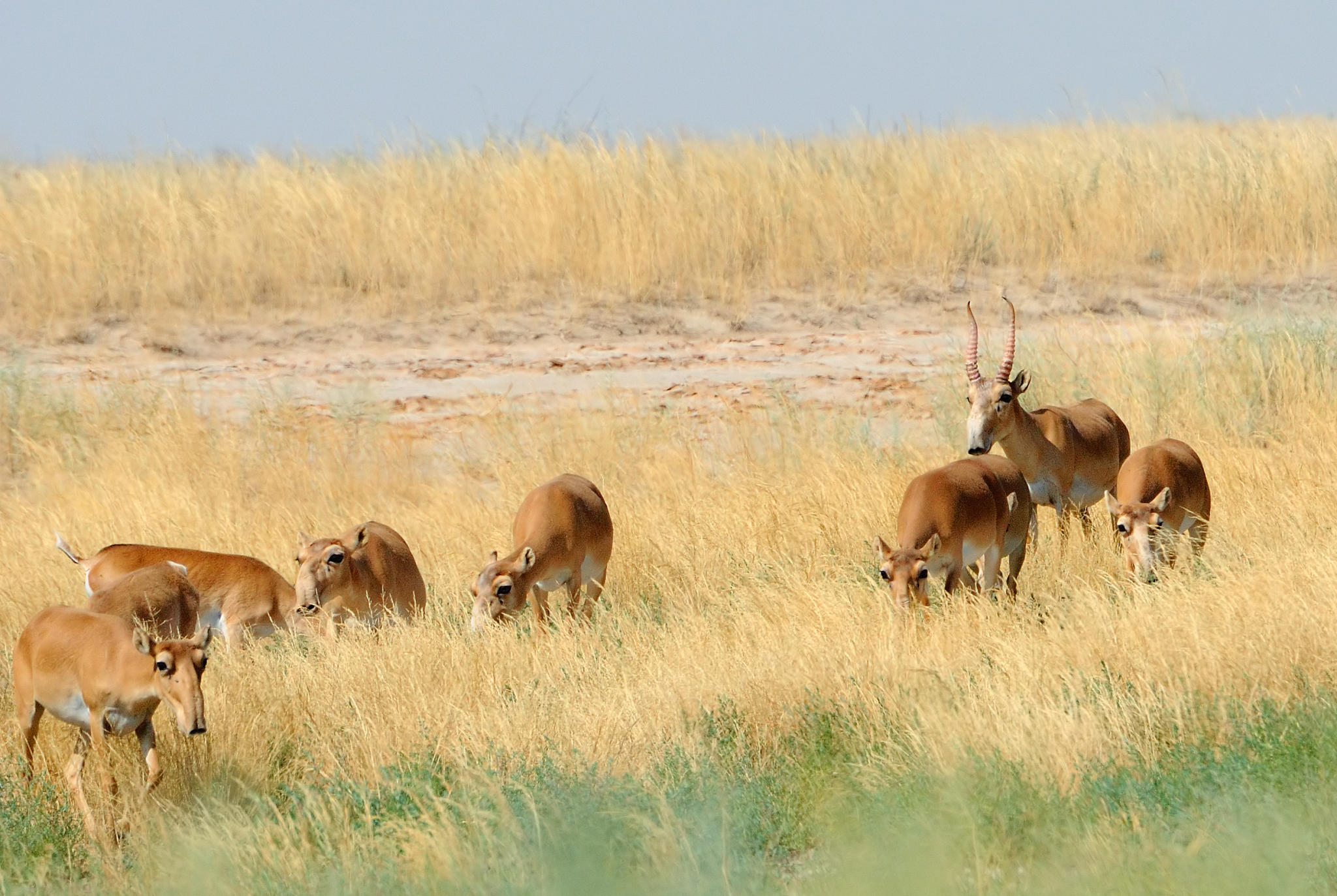 wild saiga antelope herd in kalmykia steppe