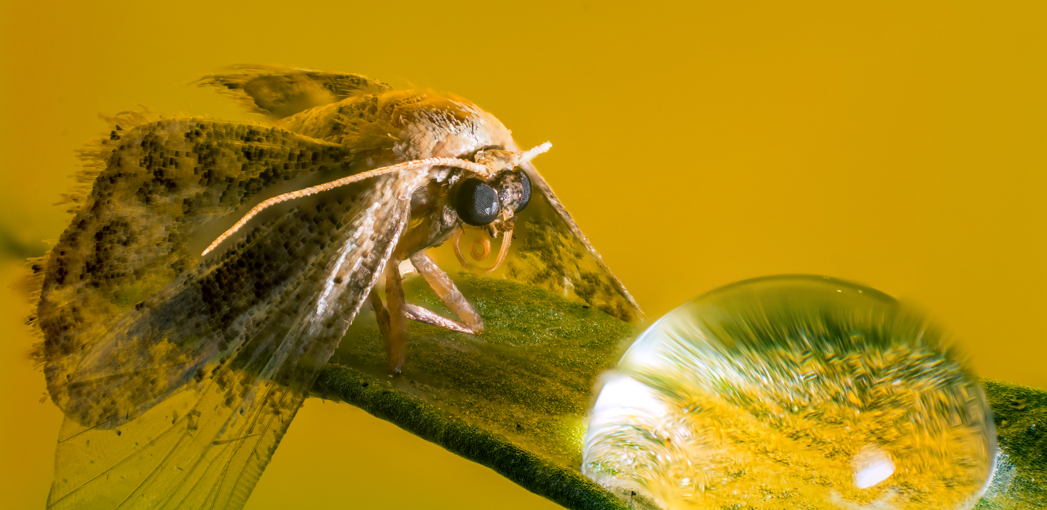 butterfly drinking water