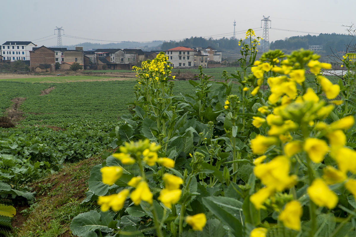 乡村支教ppt的发展规划怎么写