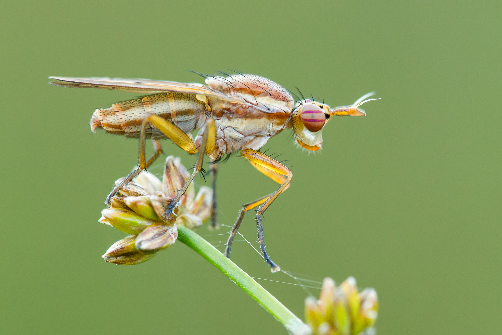 close up of snail killing fly on flower
