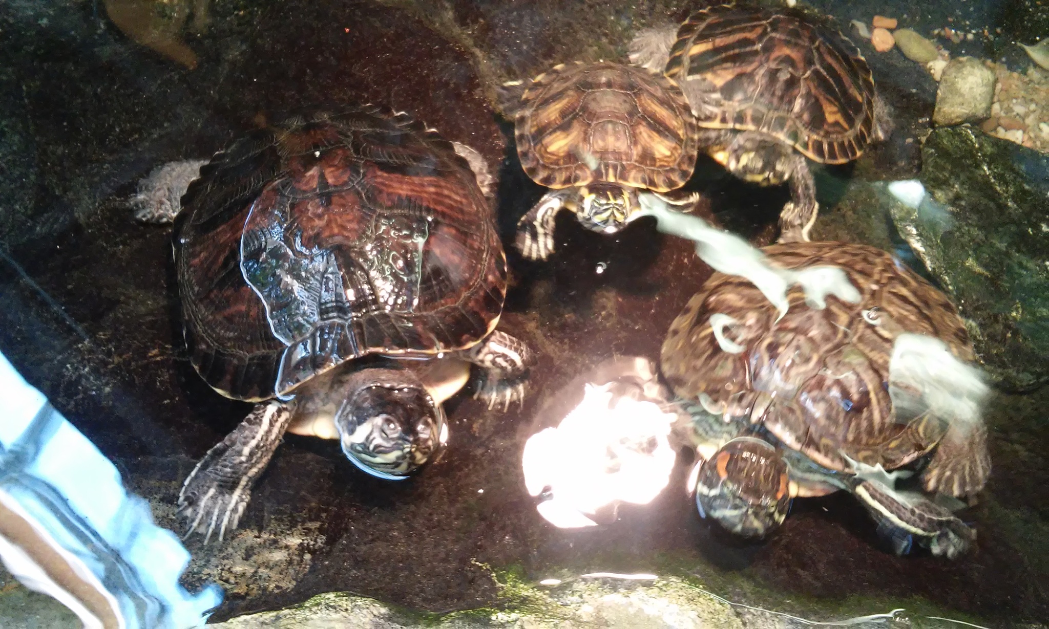 turtle family