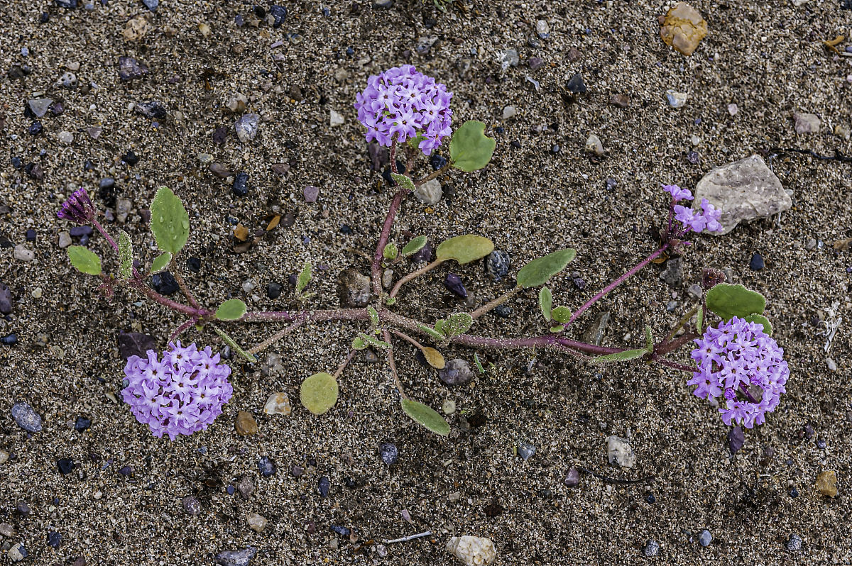 Humicola: A Genus of Fungi with Diverse Applications