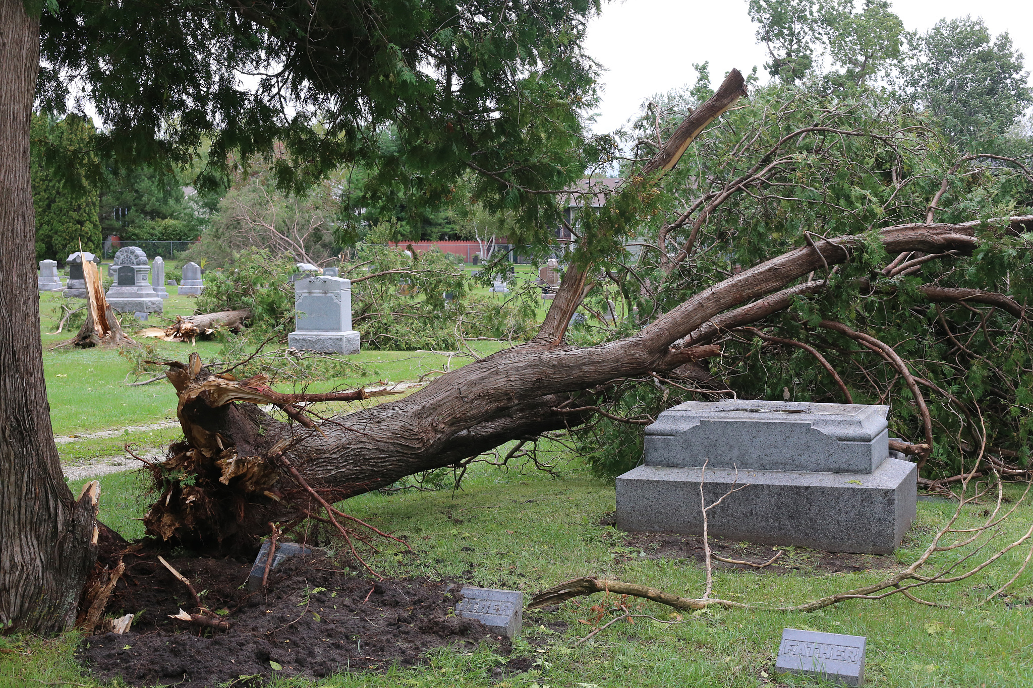 桉树适合种在坟墓旁吗
