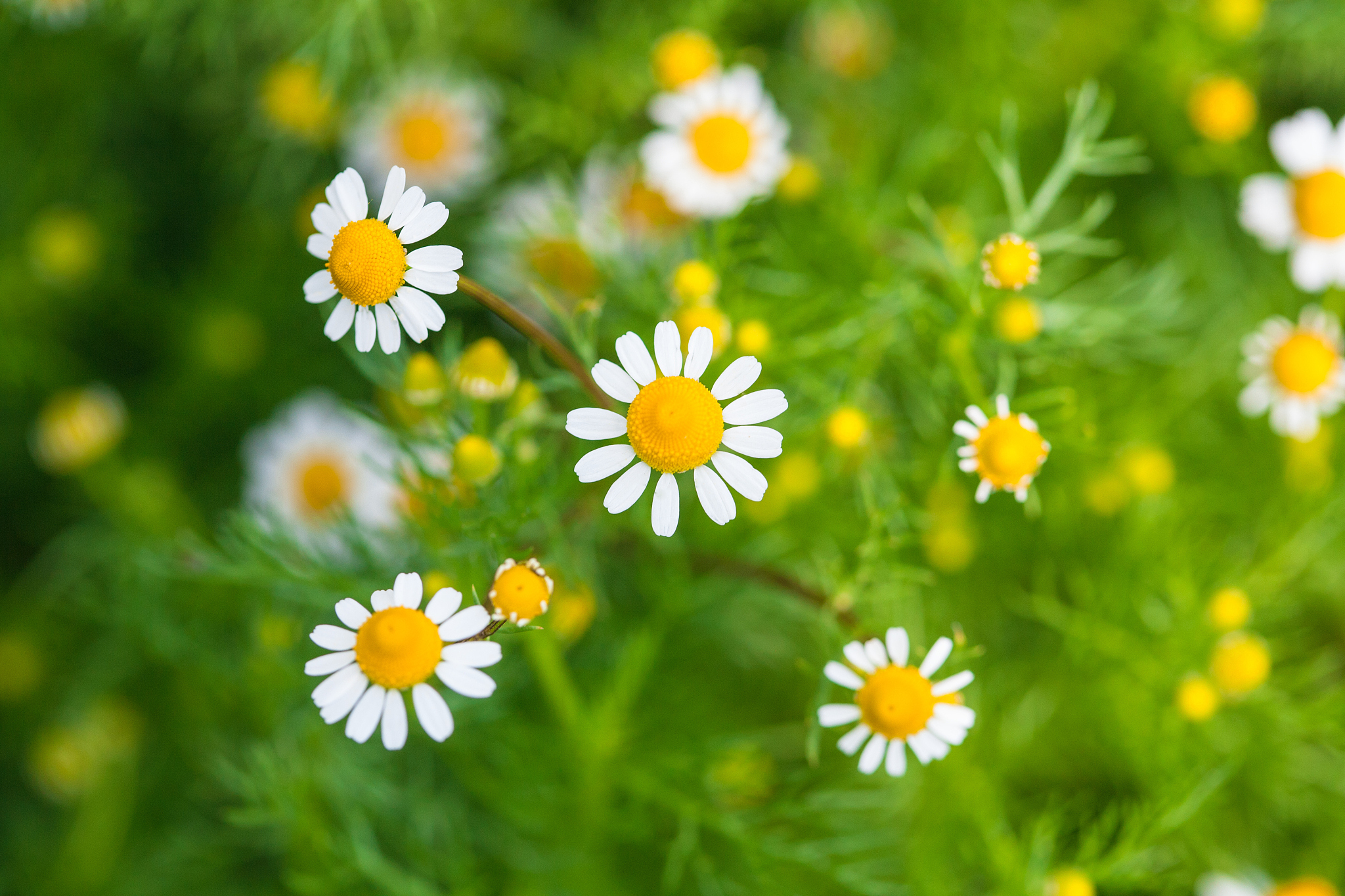 chamomile flowers