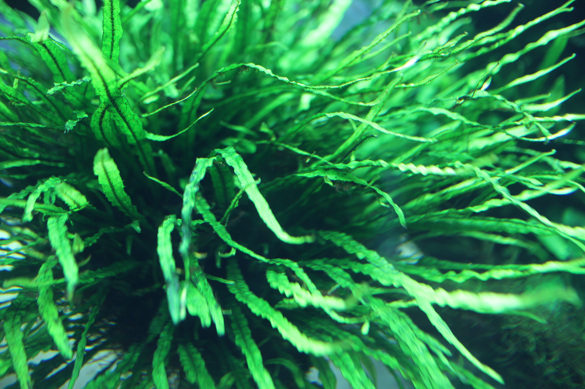 狐尾藻的栽培方法