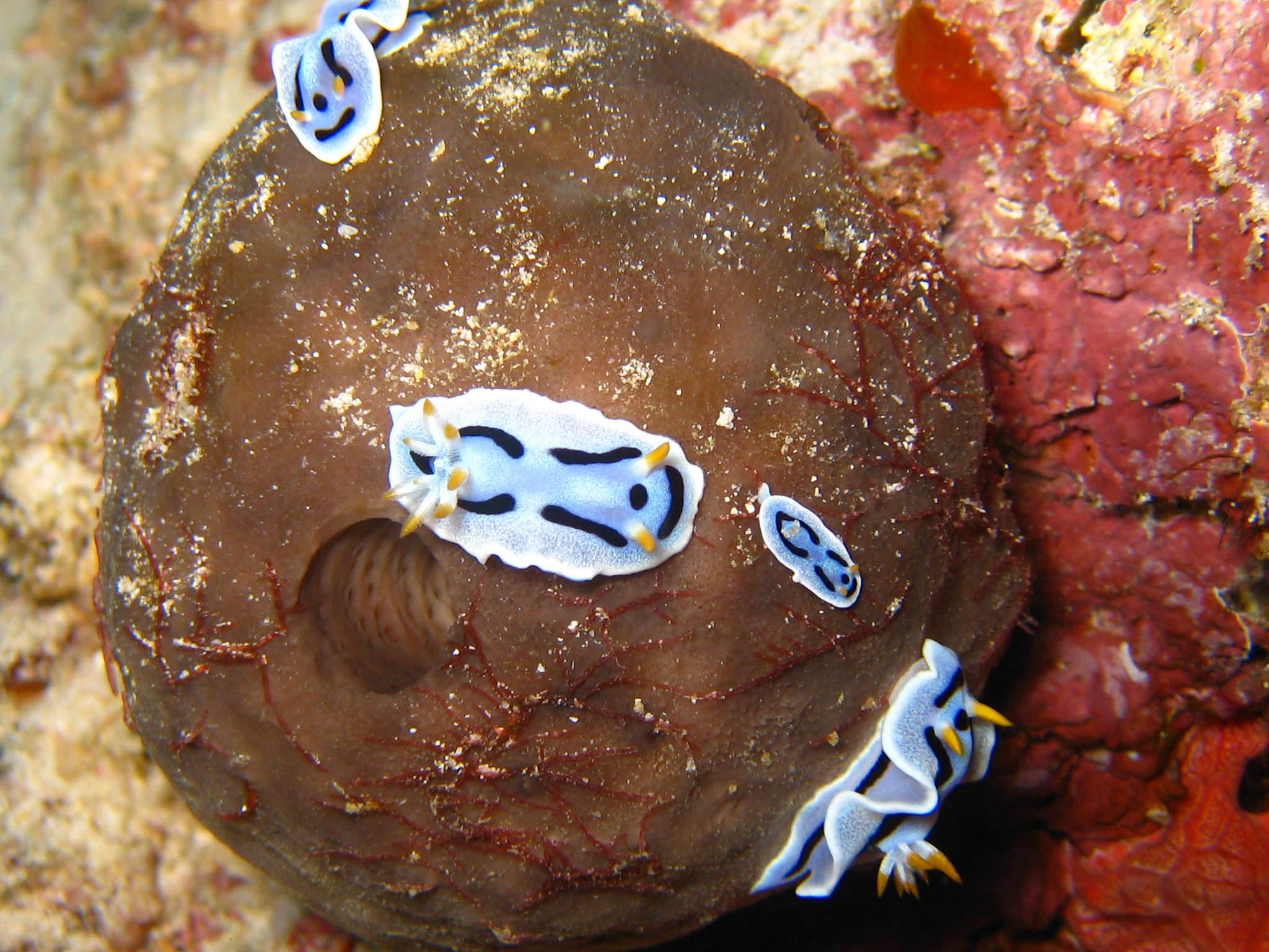 从学术的角度润色以下文字。癌症是当今社会危害人类健康的主要原因之一抗肿瘤药物的研发一直是人们关注的热点。抗肿瘤化合物的体内筛选是必要的因为该过程可以筛选出有效抑制肿瘤而没有严重副作用的化合物。目前对抗肿瘤药物的研究大多数基于细胞周期、代谢、信号转导等同时肿瘤组织的发生、转移、侵袭等行为与胚胎发育过程具有一定程度的相似性因此非洲爪蟾胚胎是有效的研究工具。因此非洲爪蟾已广泛地应用于癌症建模及抗肿瘤药物