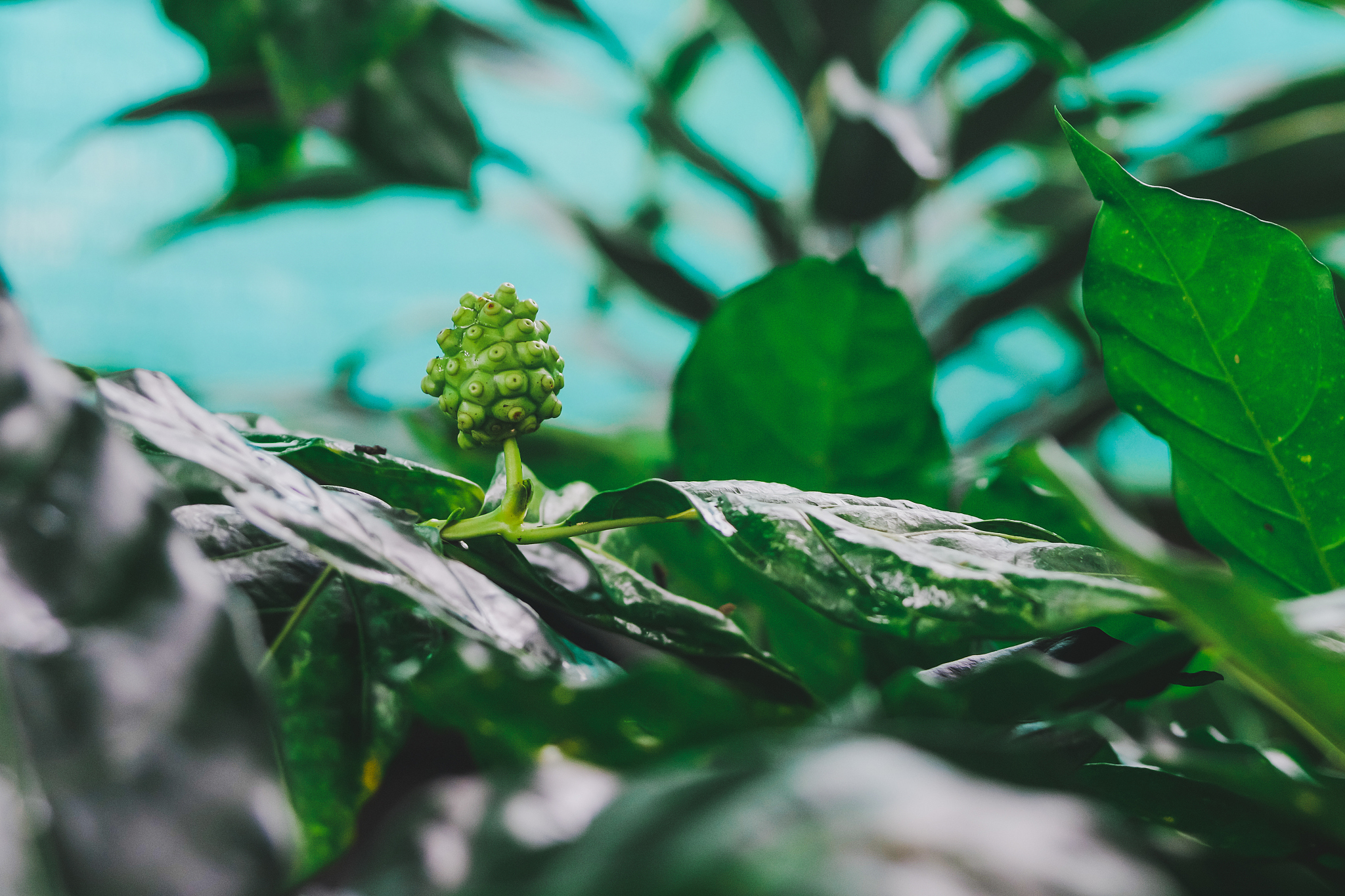 fresh noni fruit on tree in garden .