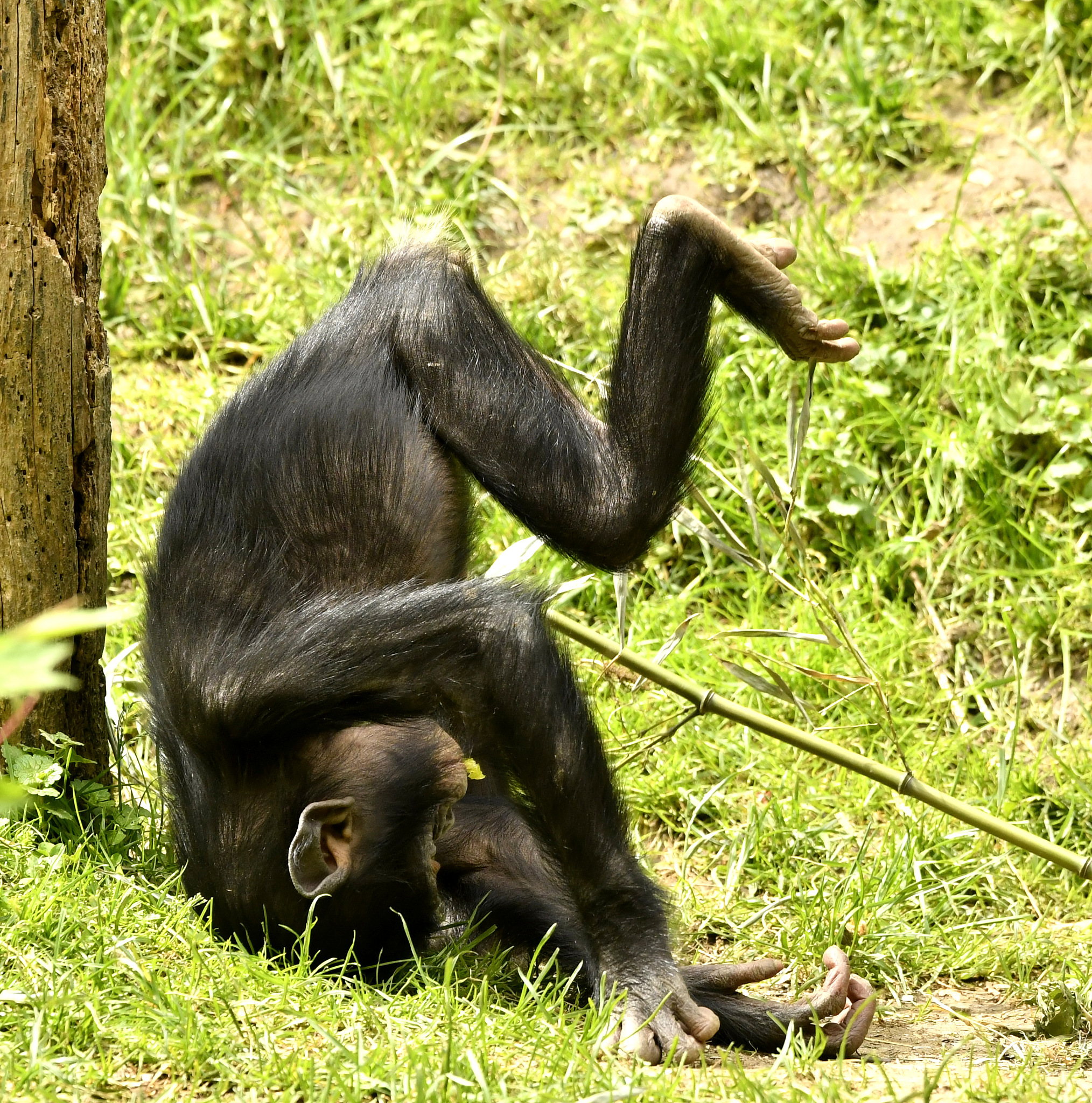 young female bonobo