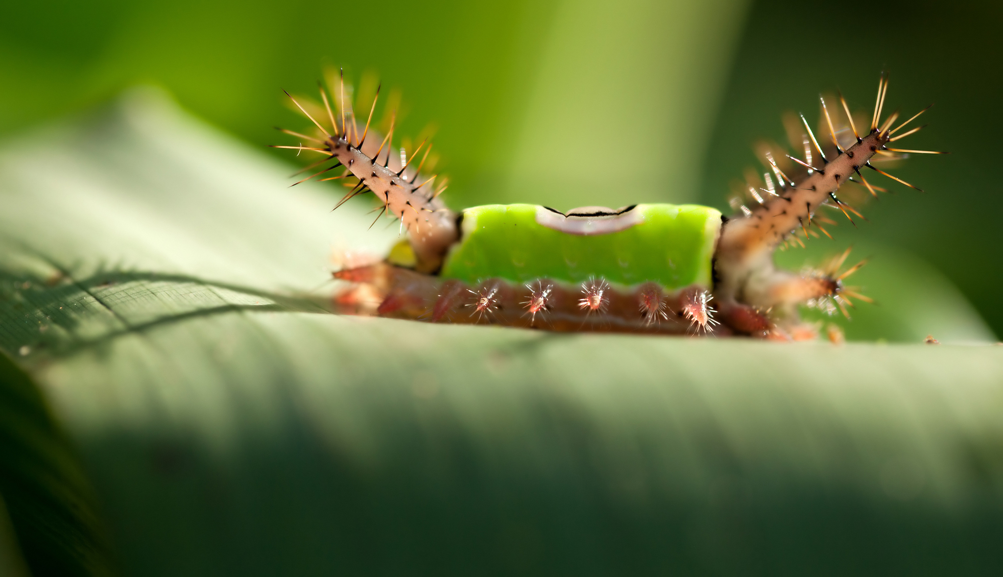 saddleback caterpillar