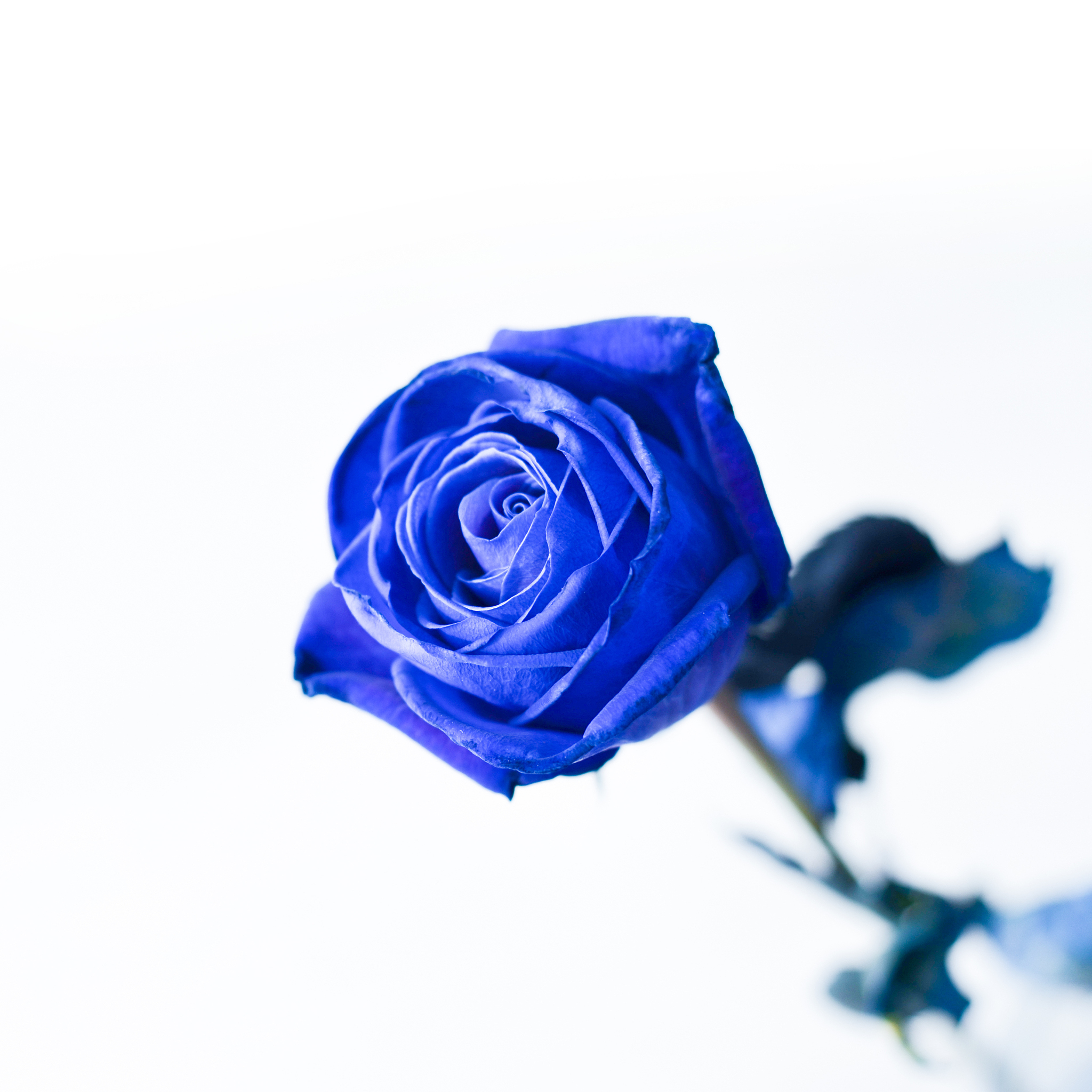 99朵蓝色妖姬花语：神秘高贵，象征无尽爱意