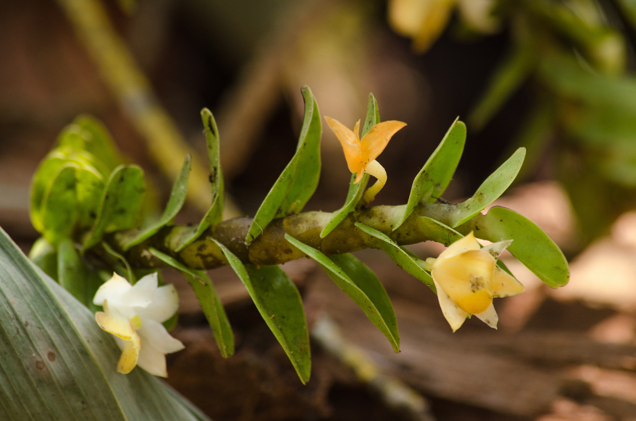 dendrobium ellipsophyllum is beautiful flower and have white, ye