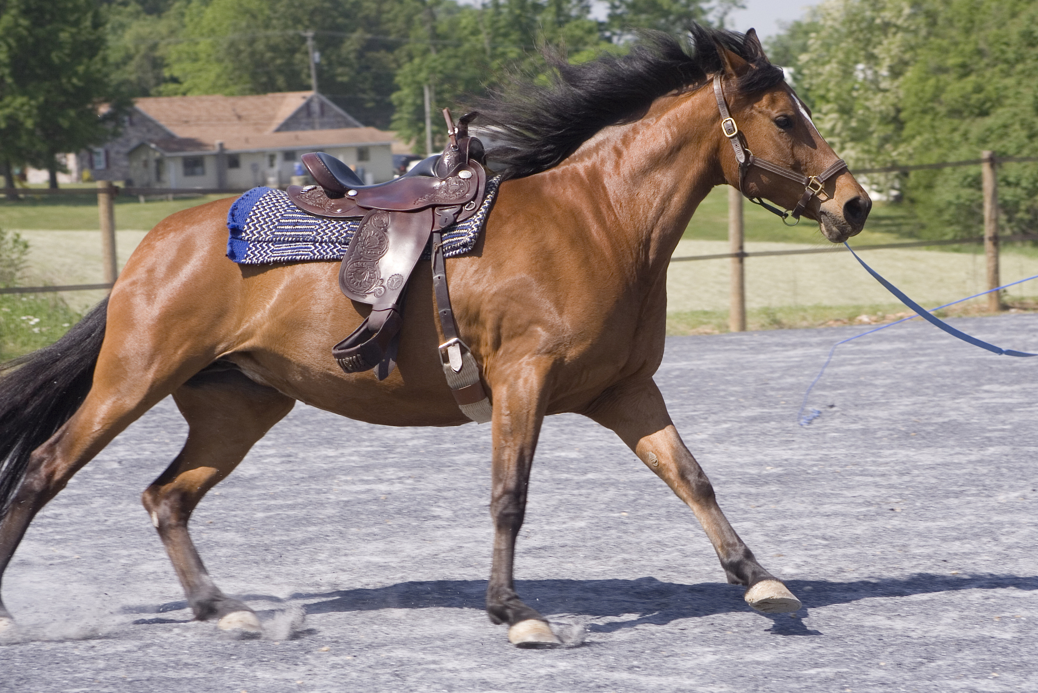 lunge