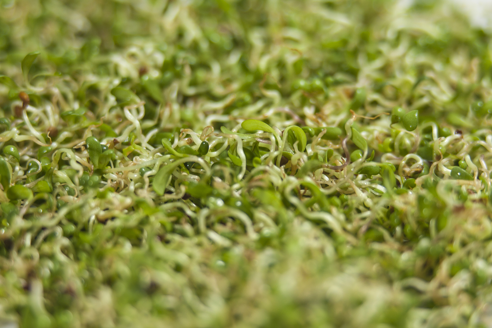 低温处理对苜蓿种子萌发的影响