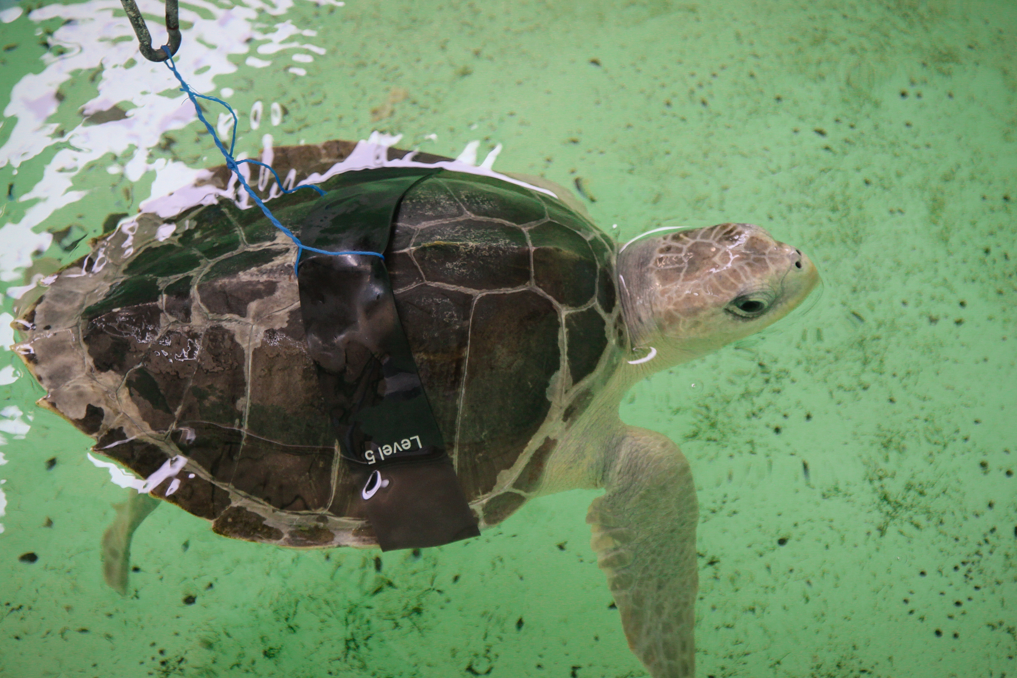 sea turtle rehabilitation
