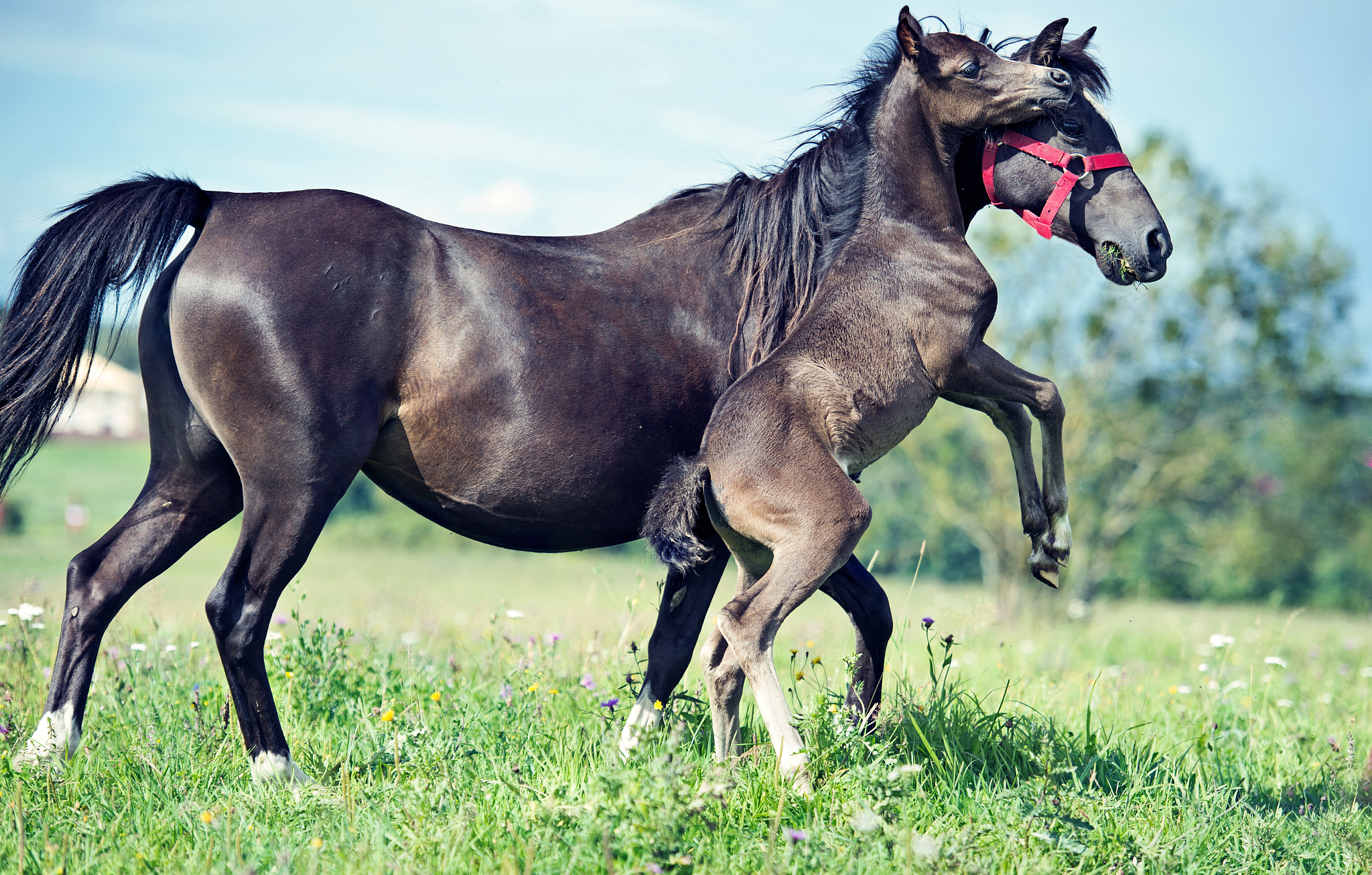 playing pony baby in the meadow with mom