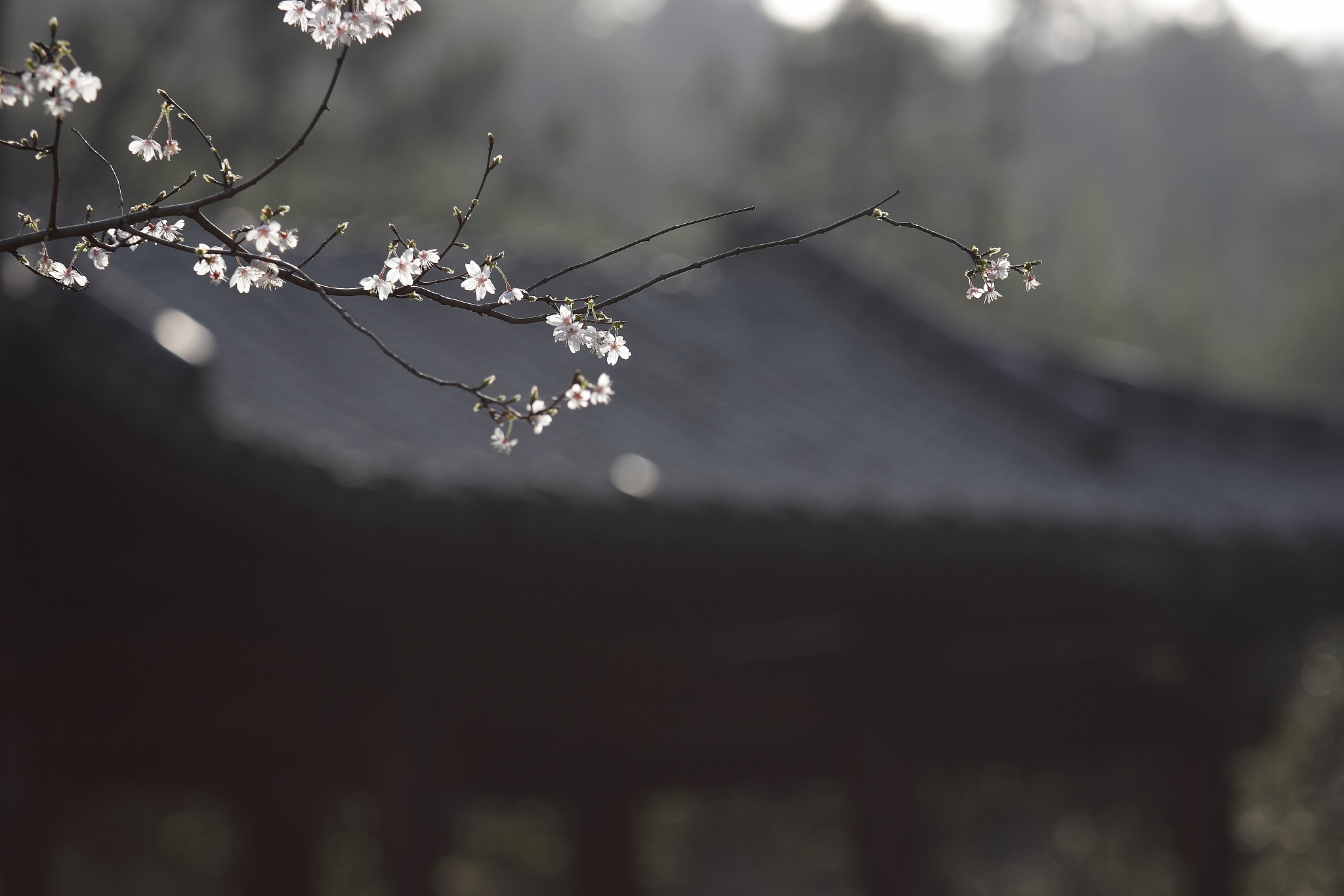 风吹雾散人看尽，无人问津花自香：感悟人生的豁达诗句