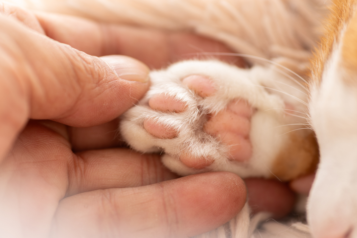 猫咪的利器——爪子的作用和管理方法