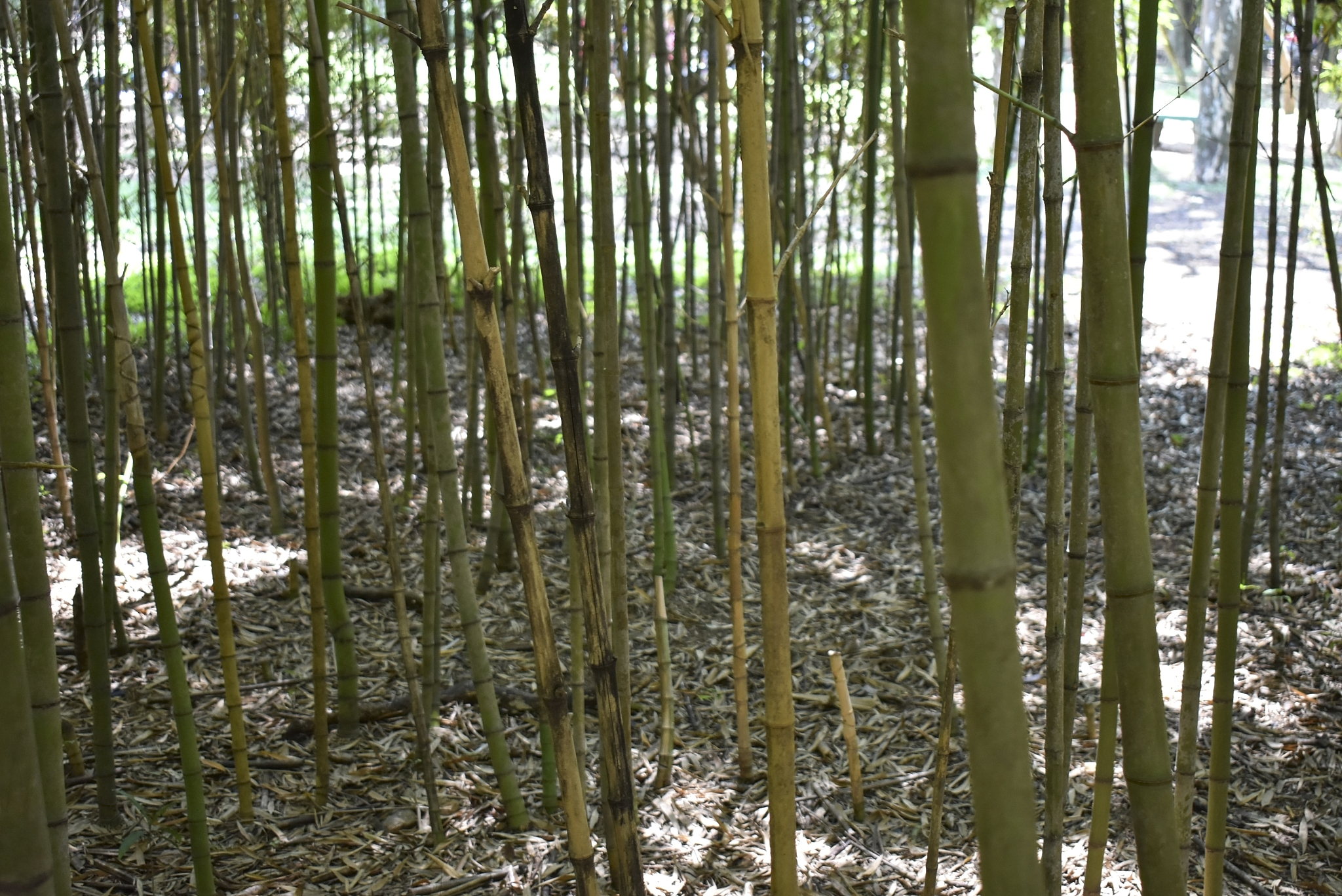bamboo trees