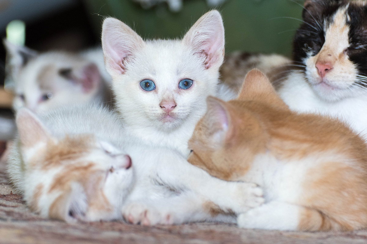 萌宠大百科：最受欢迎宠物、照护指南和趣味故事