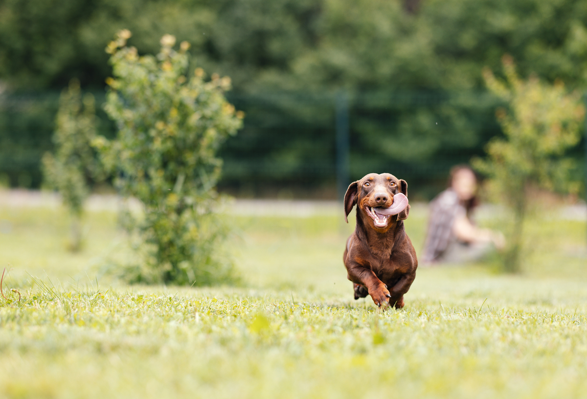宠物犬心理特点分析：忠诚、爱玩、敏感、社交和学习