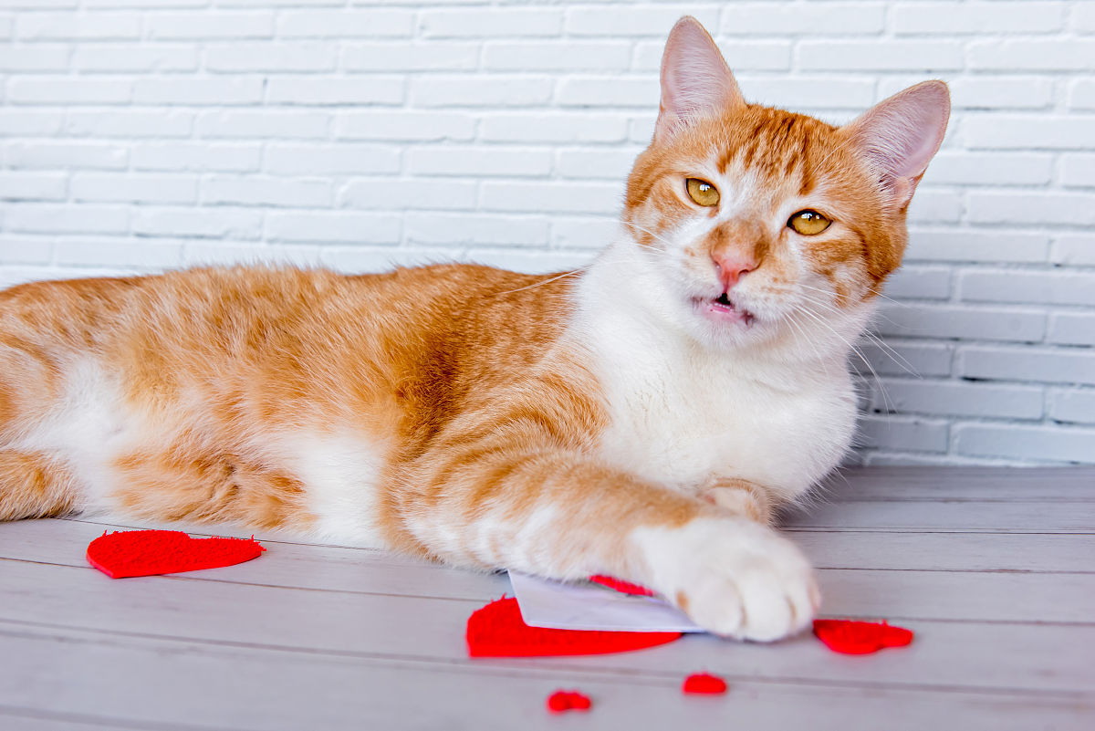 情人节如何挑选猫咪维生素的标题怎么写