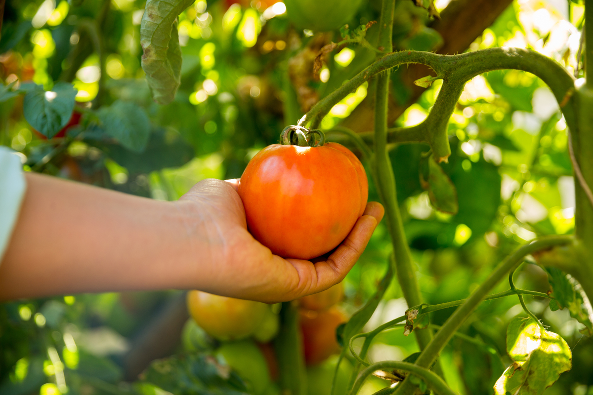 农村家禽家畜管理办法