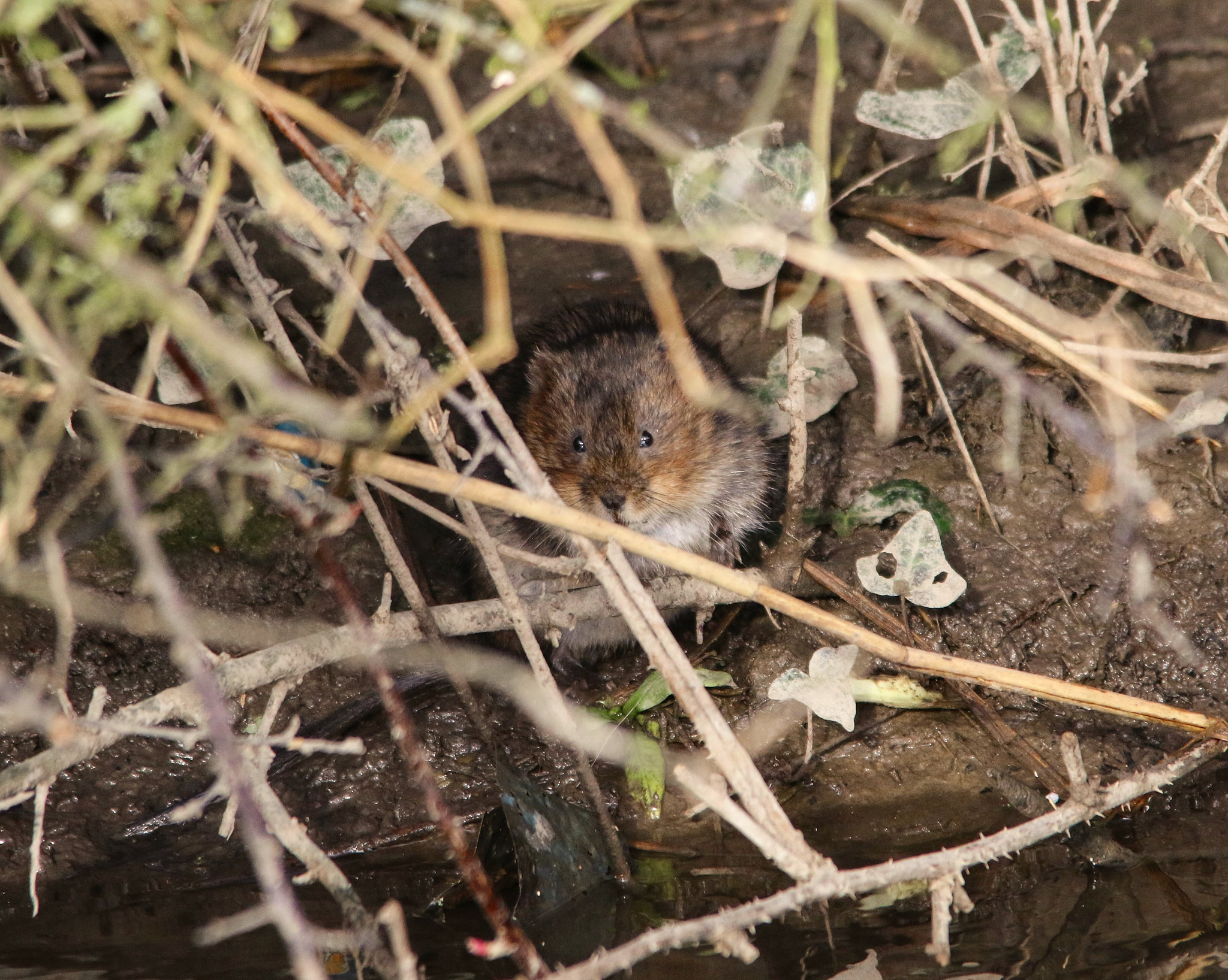 Pest 定义：害虫和害兽的解释