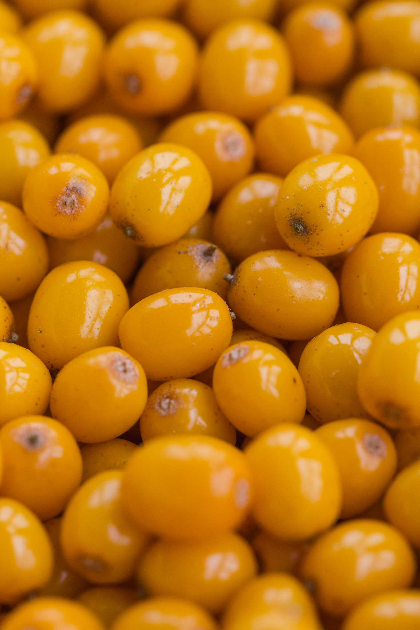 鼎鑫沙棘籽油螺旋藻维生素E软胶囊的功效是什么？