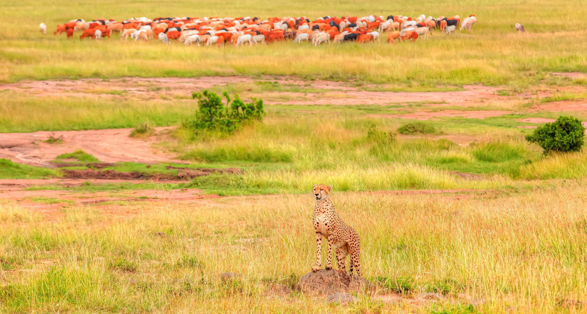 cheetah watching for hunting at wild with herd of cattle