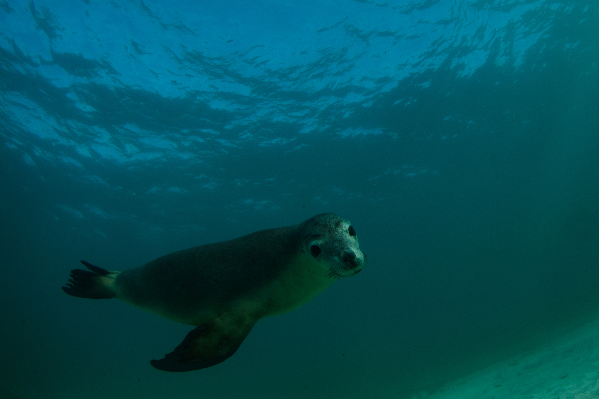 湖南环境生物职业技术学院有高铁乘务专业吗？