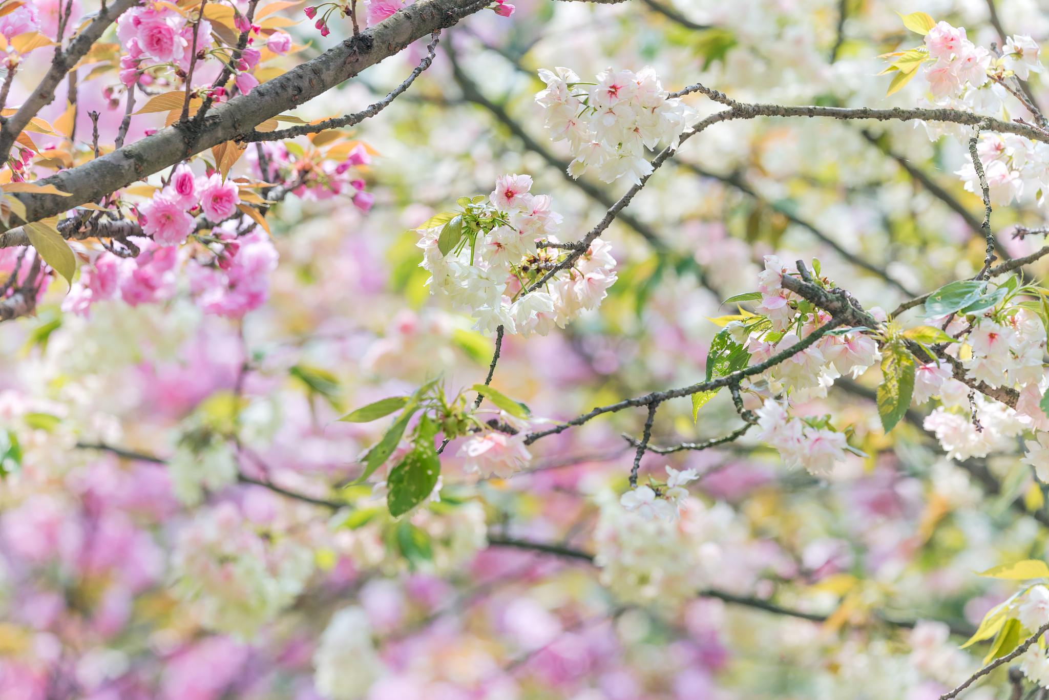 cherry blossom trees in china