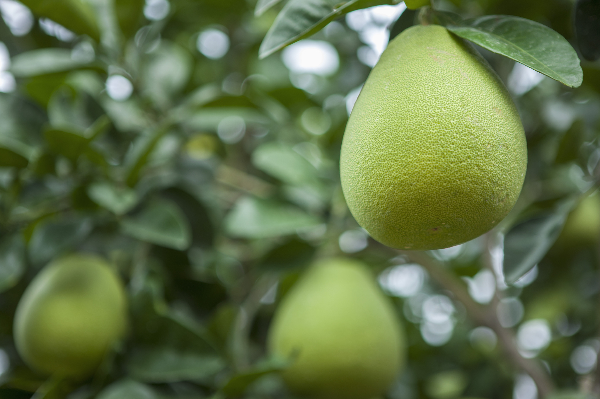 岑巩县文旦柚种植面积及产量情况